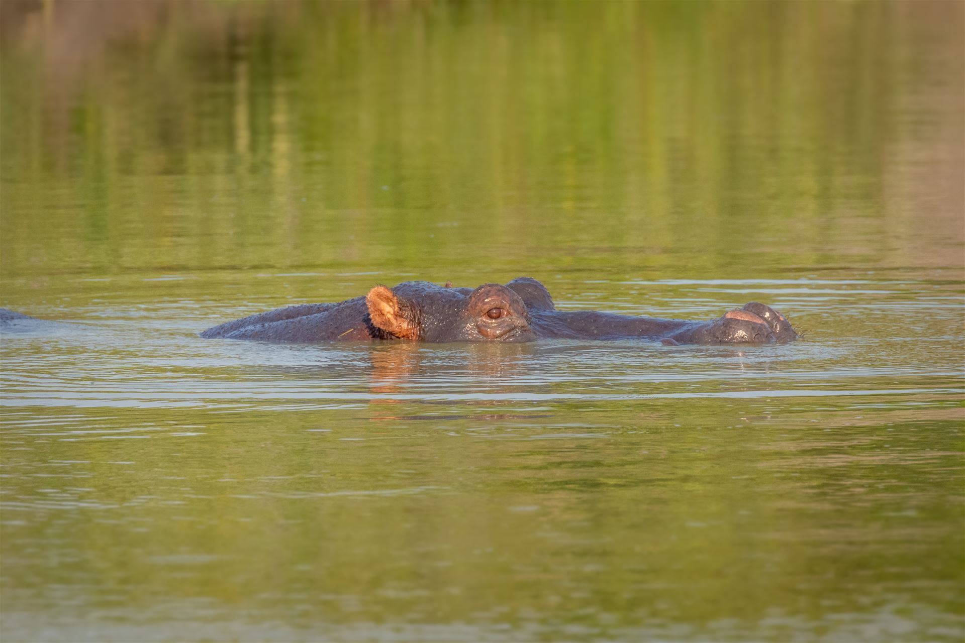 Flusspferd