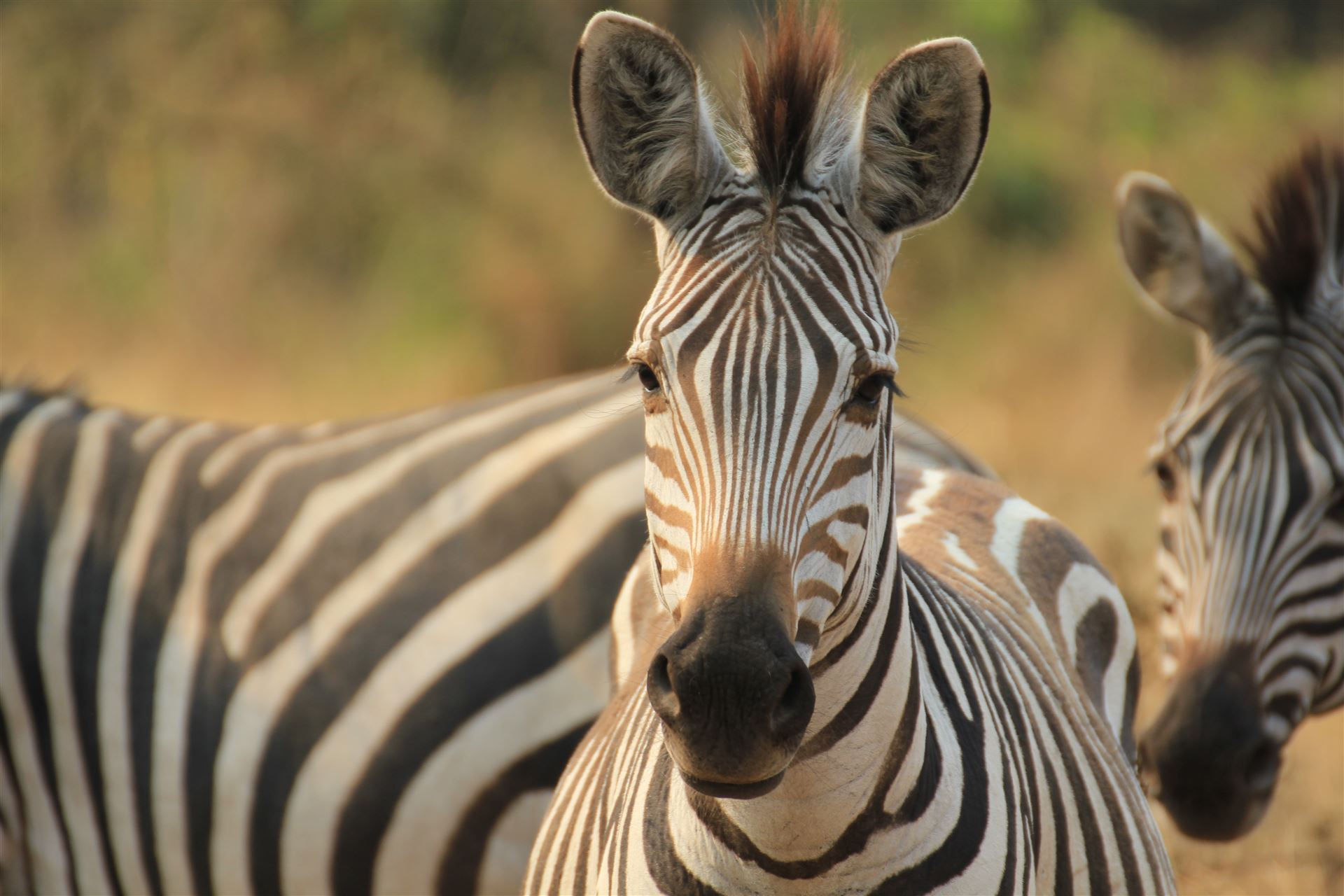 Zebrablick