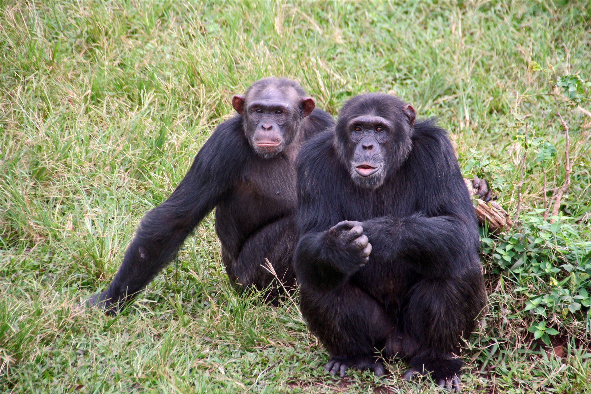 2 Schimpansen