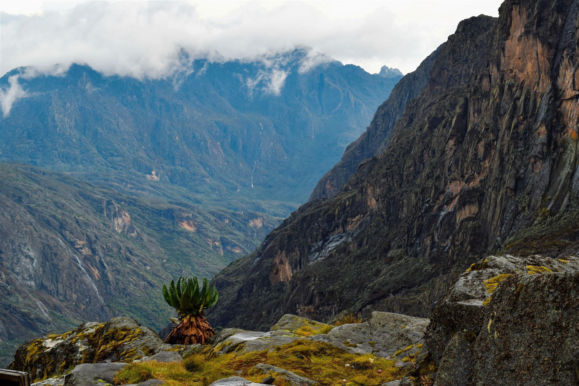 Rwenzori Berge