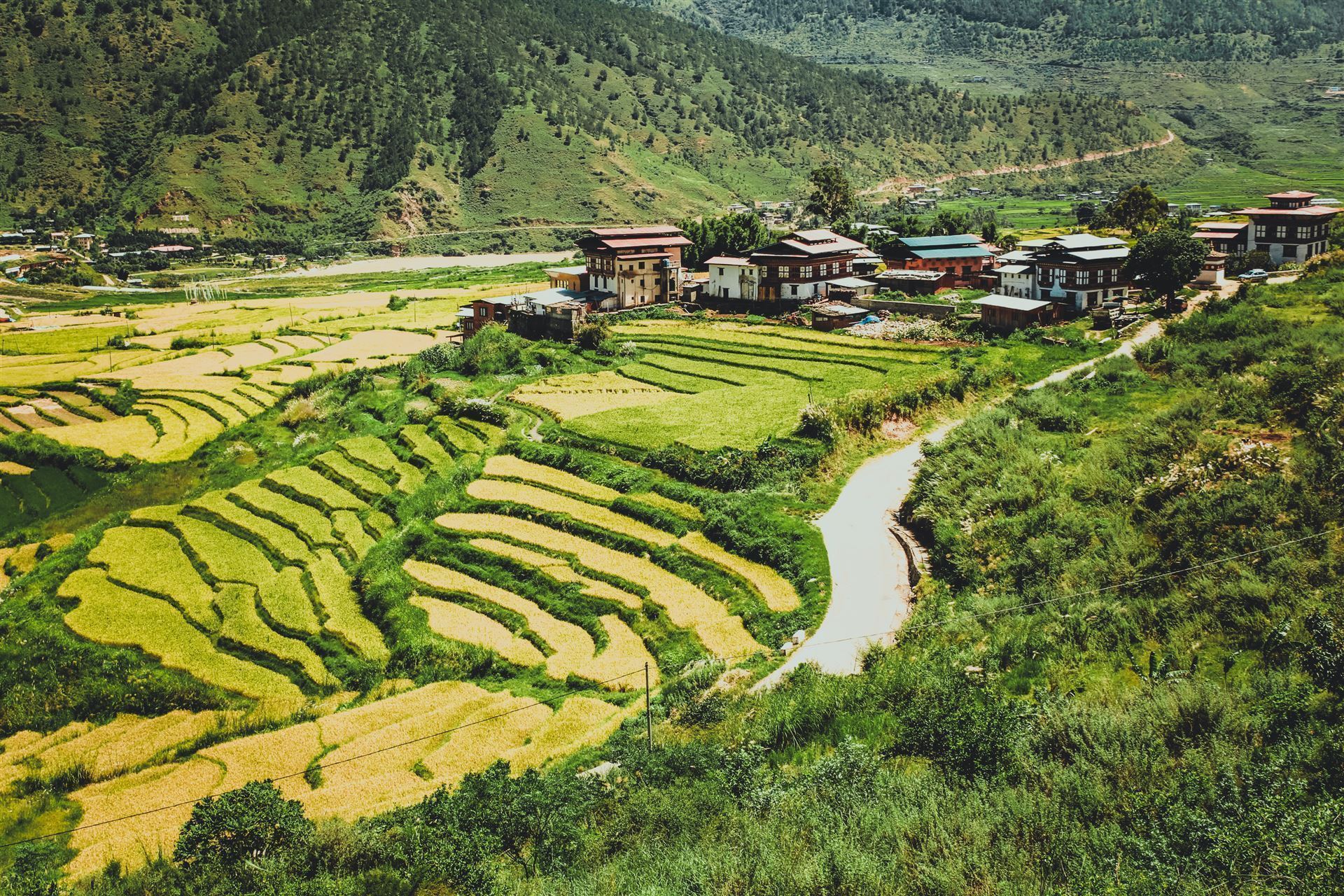 Punakha terrassenförmiges Feld