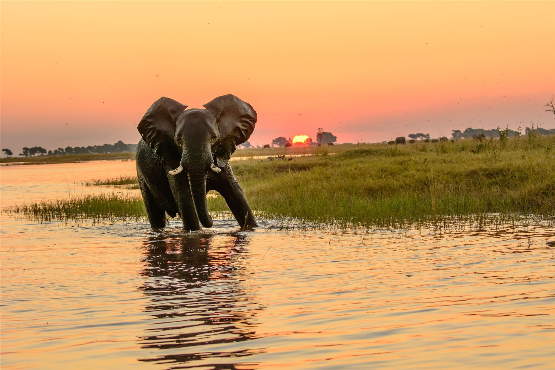 Elefant bei Sonnneuntergang