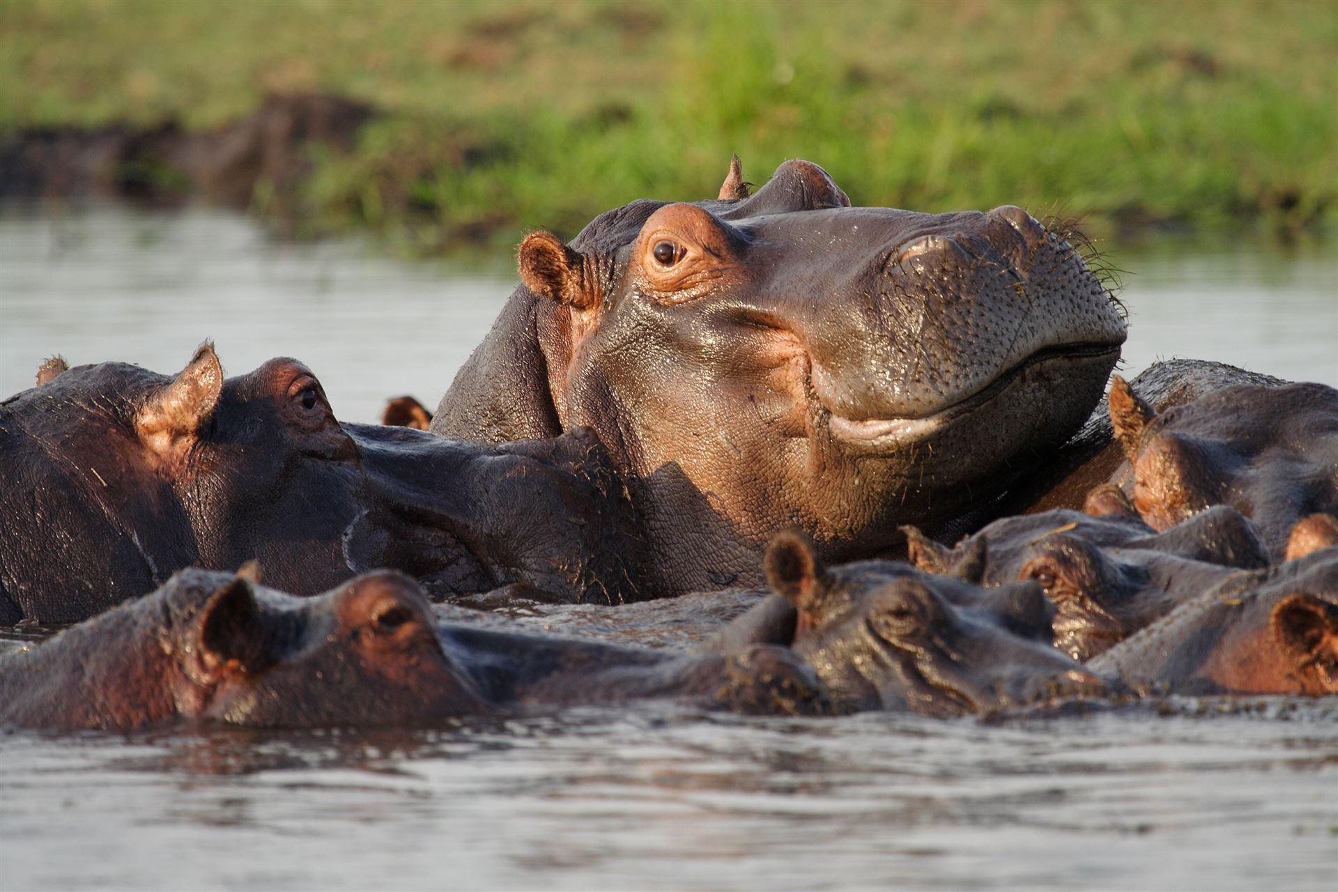 Hippos im Chobe Nationalpark
