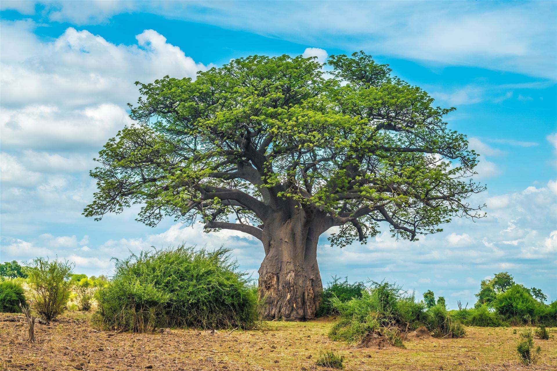 Baobab Baum
