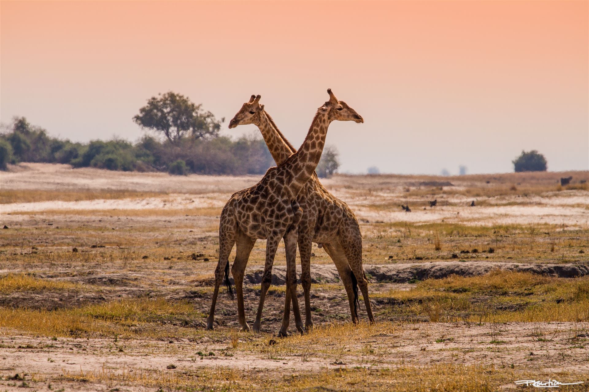 Giraffenpaar im Sonnneuntergang