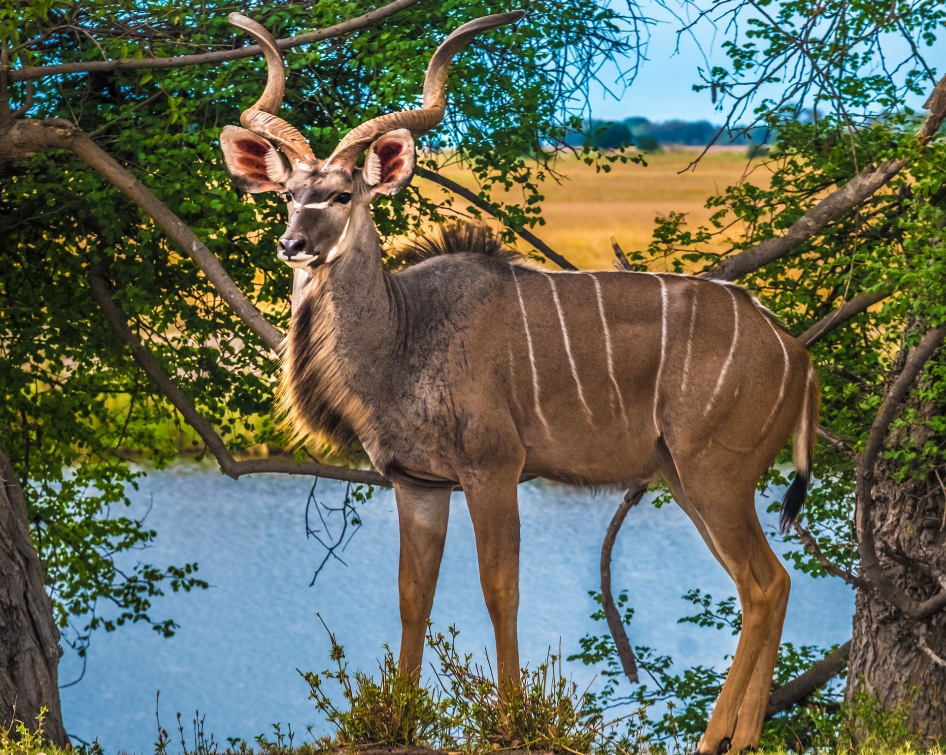 Kudu