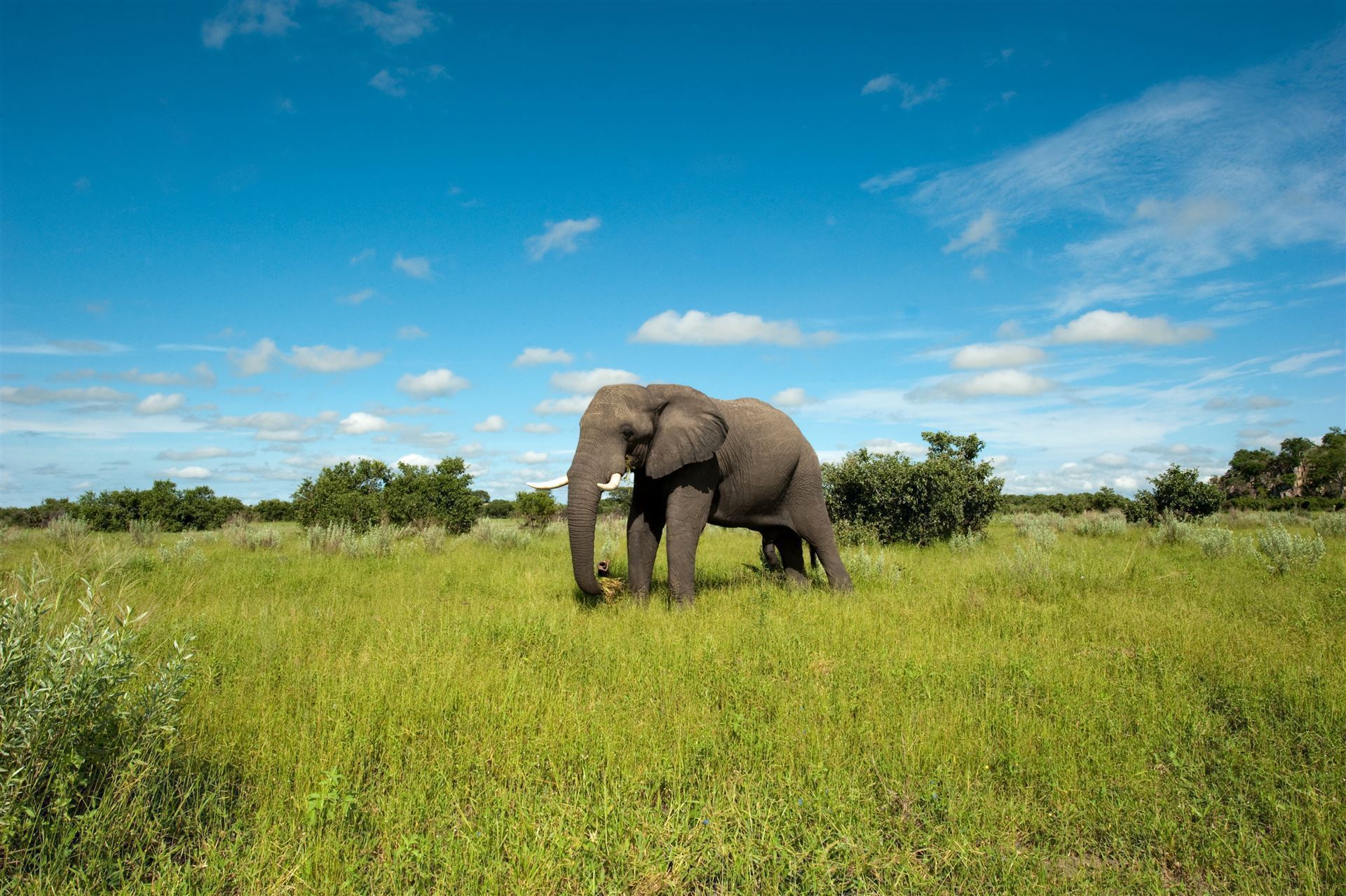 Chobe-Nationalpark