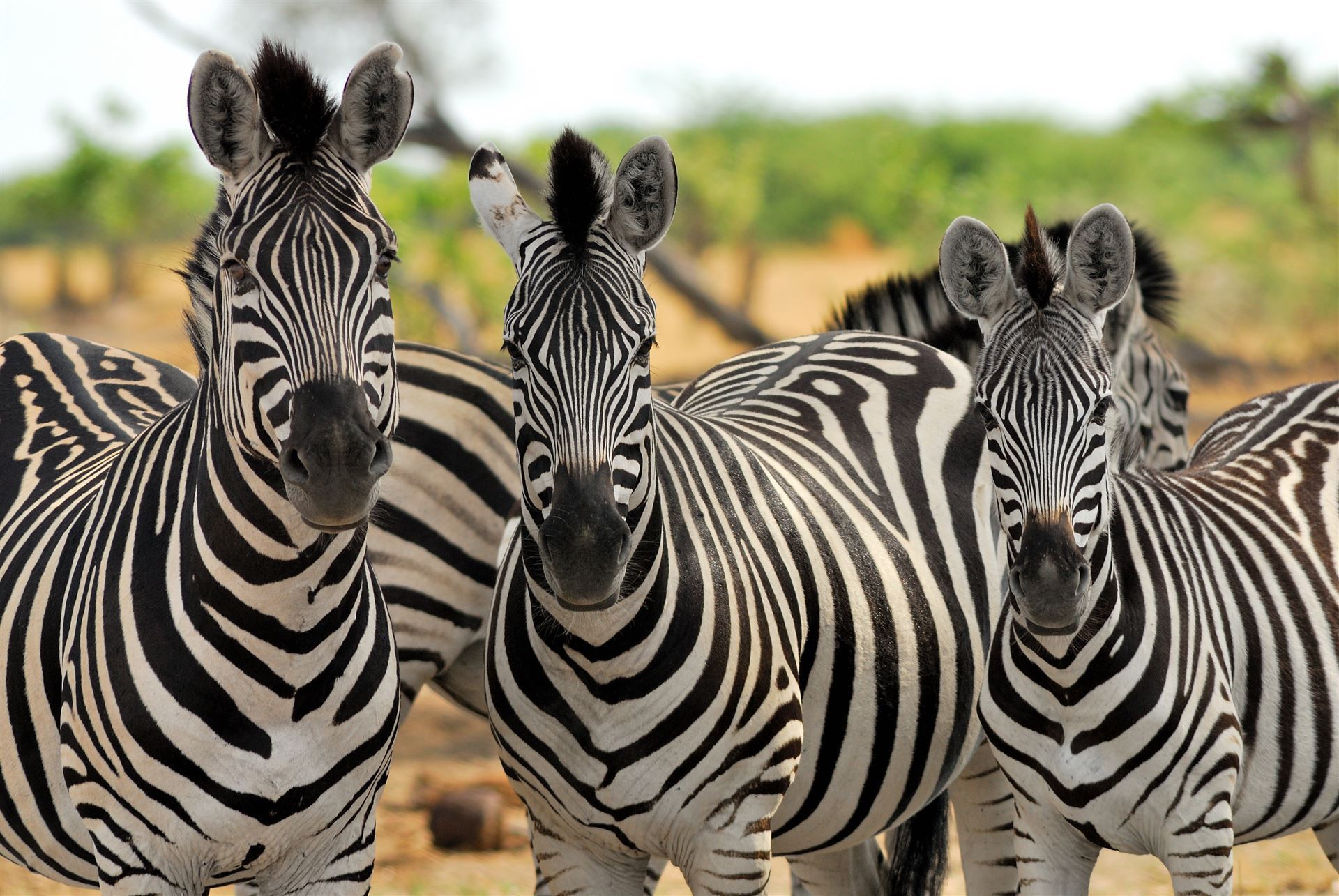 Zebras im Chobe Nationalpark