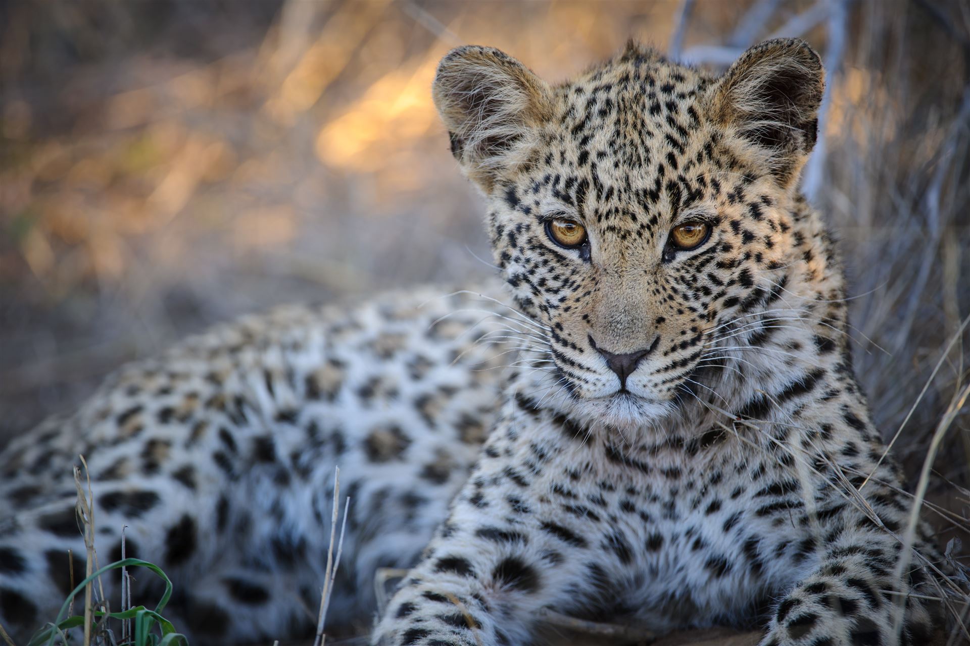 Ruhender Leopard
