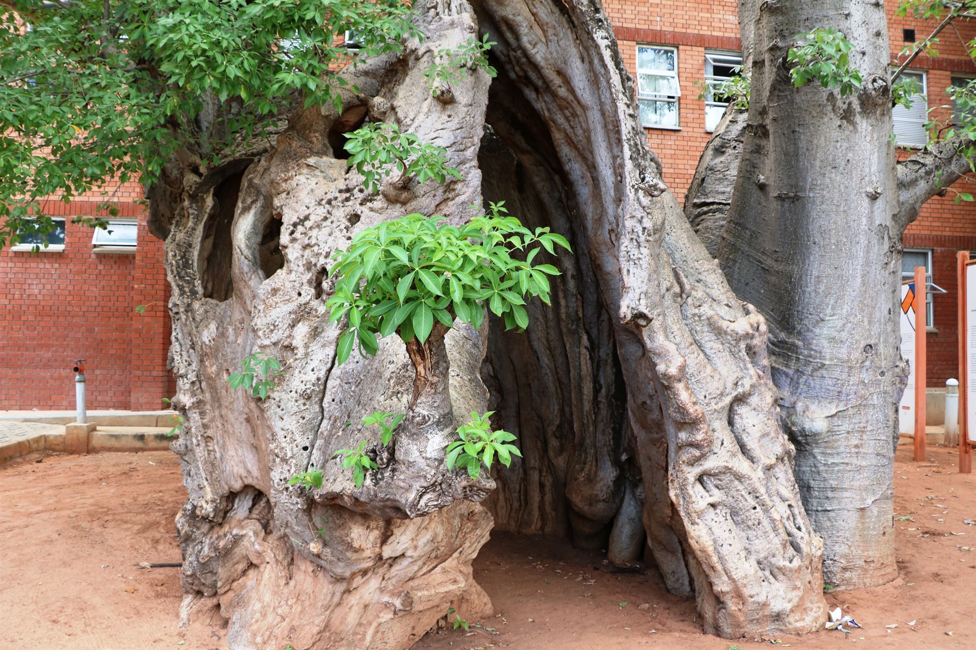 Baobab Baum in Kasane