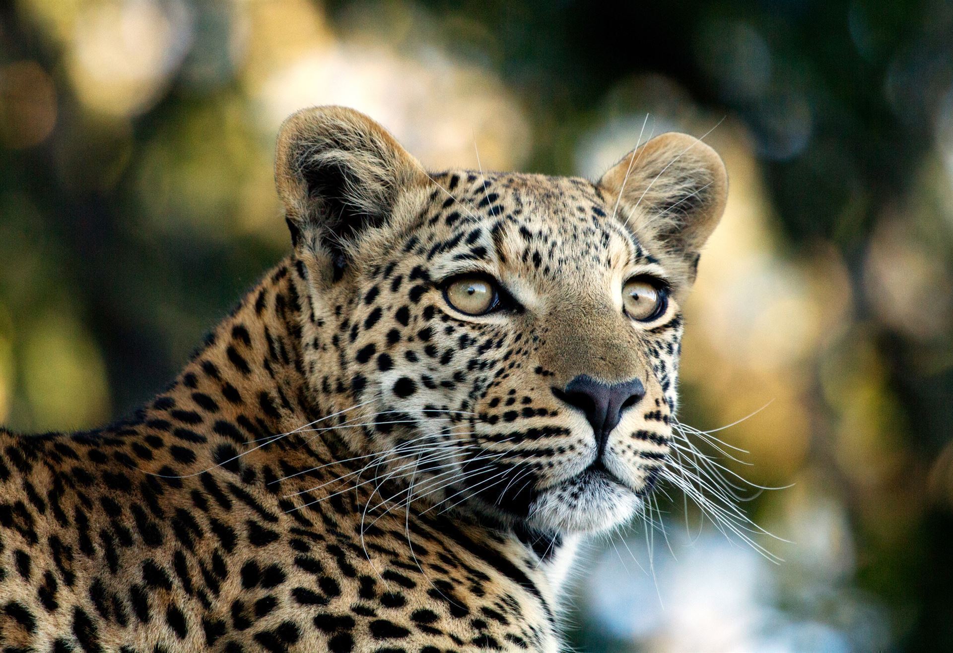 Aufmerksamer Leopard im Okavango Delta