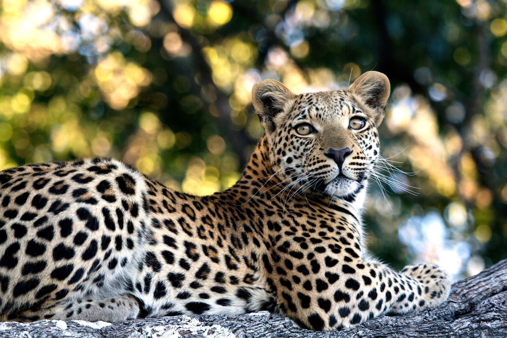 Leopard im Okavango