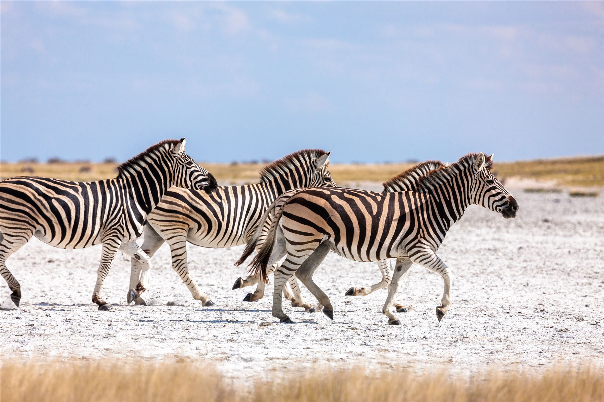 Zebras in der Makgadikgadi Region
