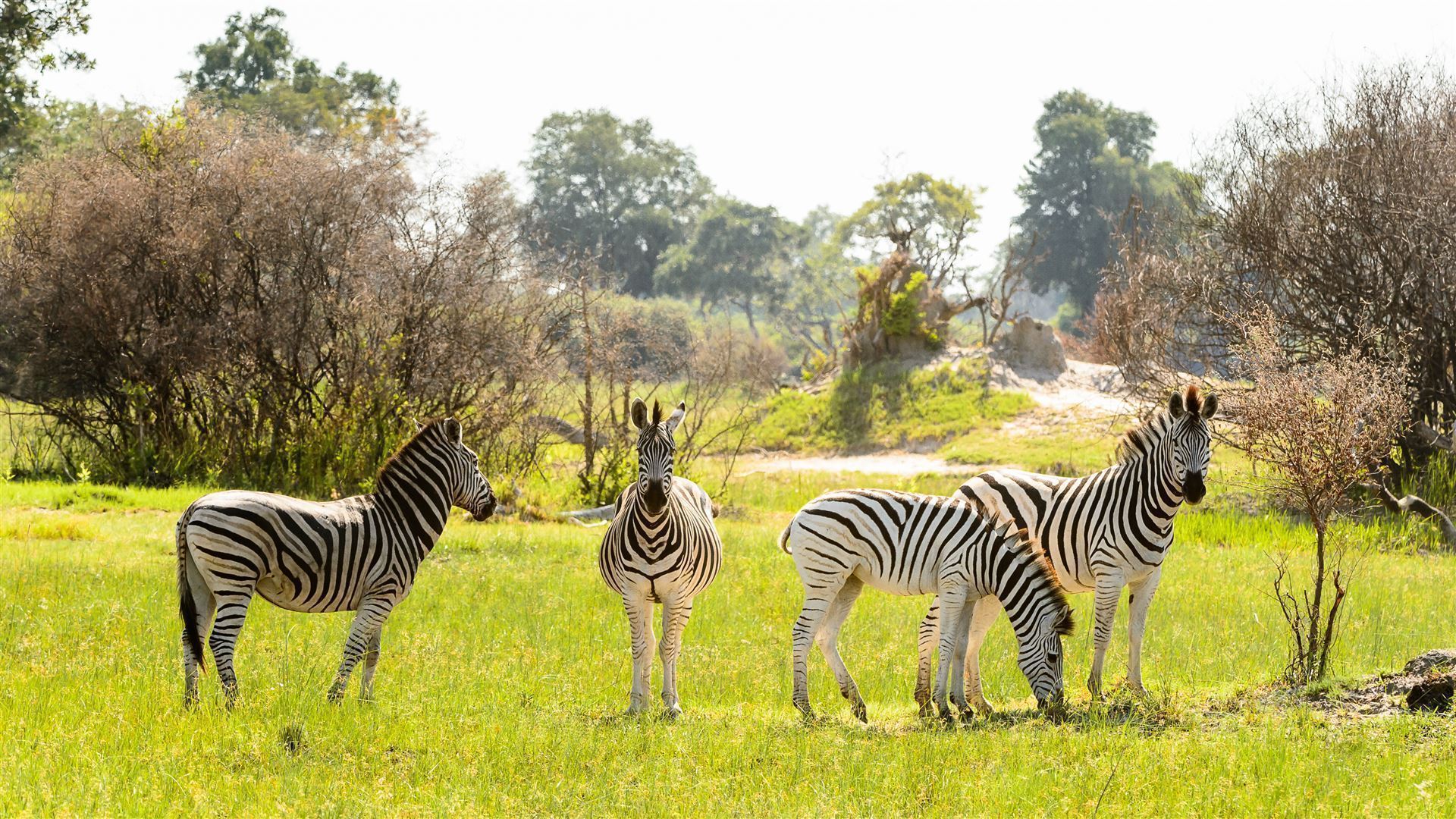 Gruppe Zebras