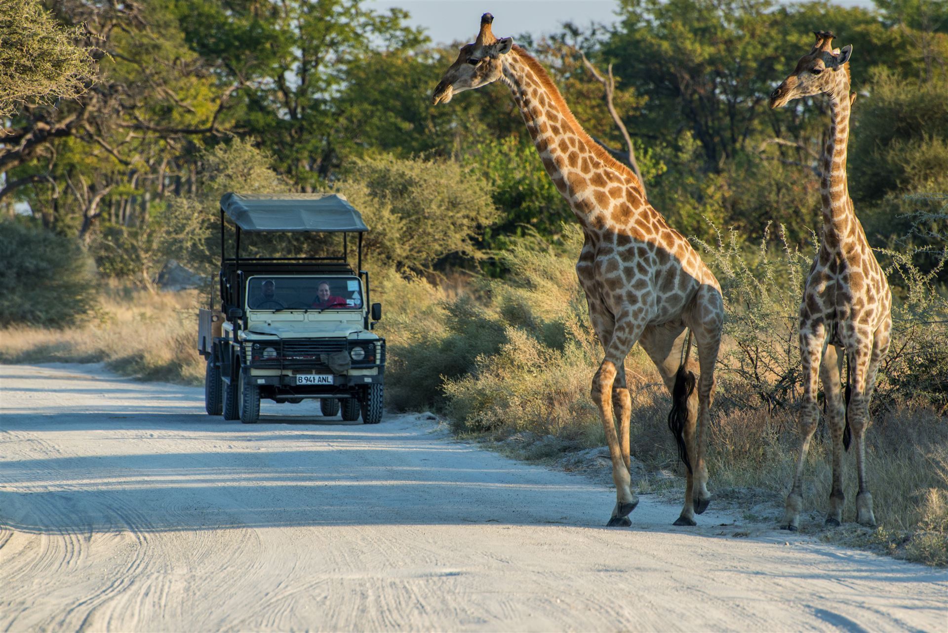 Safari im Moremi Nationalpark