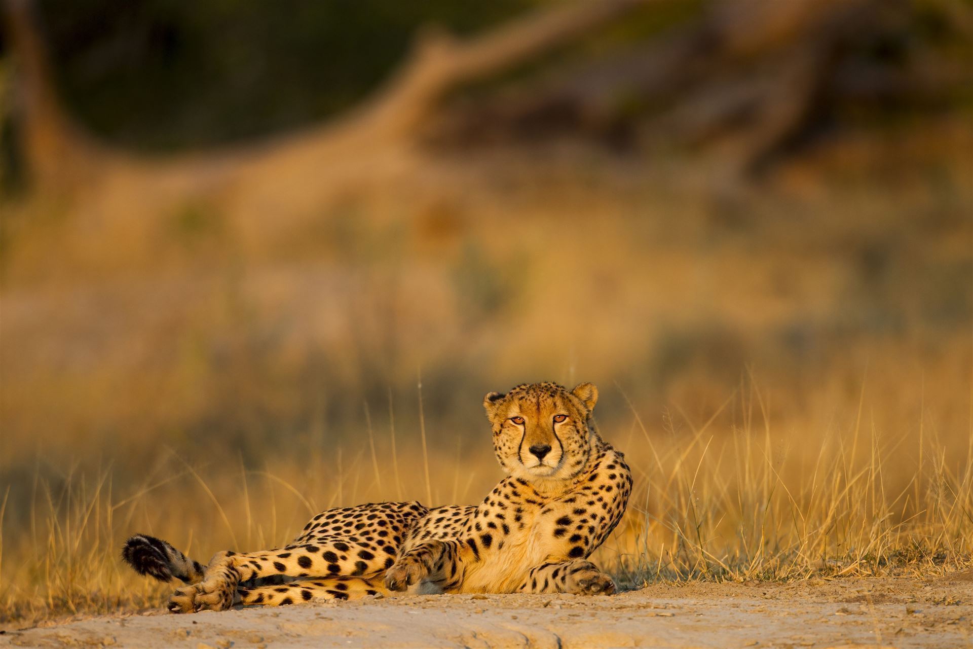 Gepard im Moremi Park