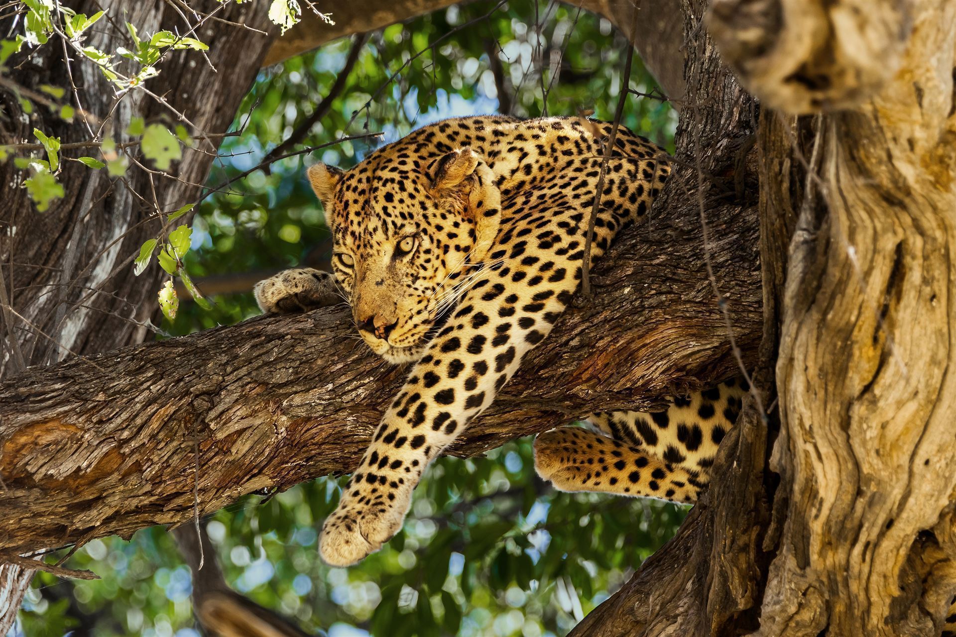 Gepard im Baum