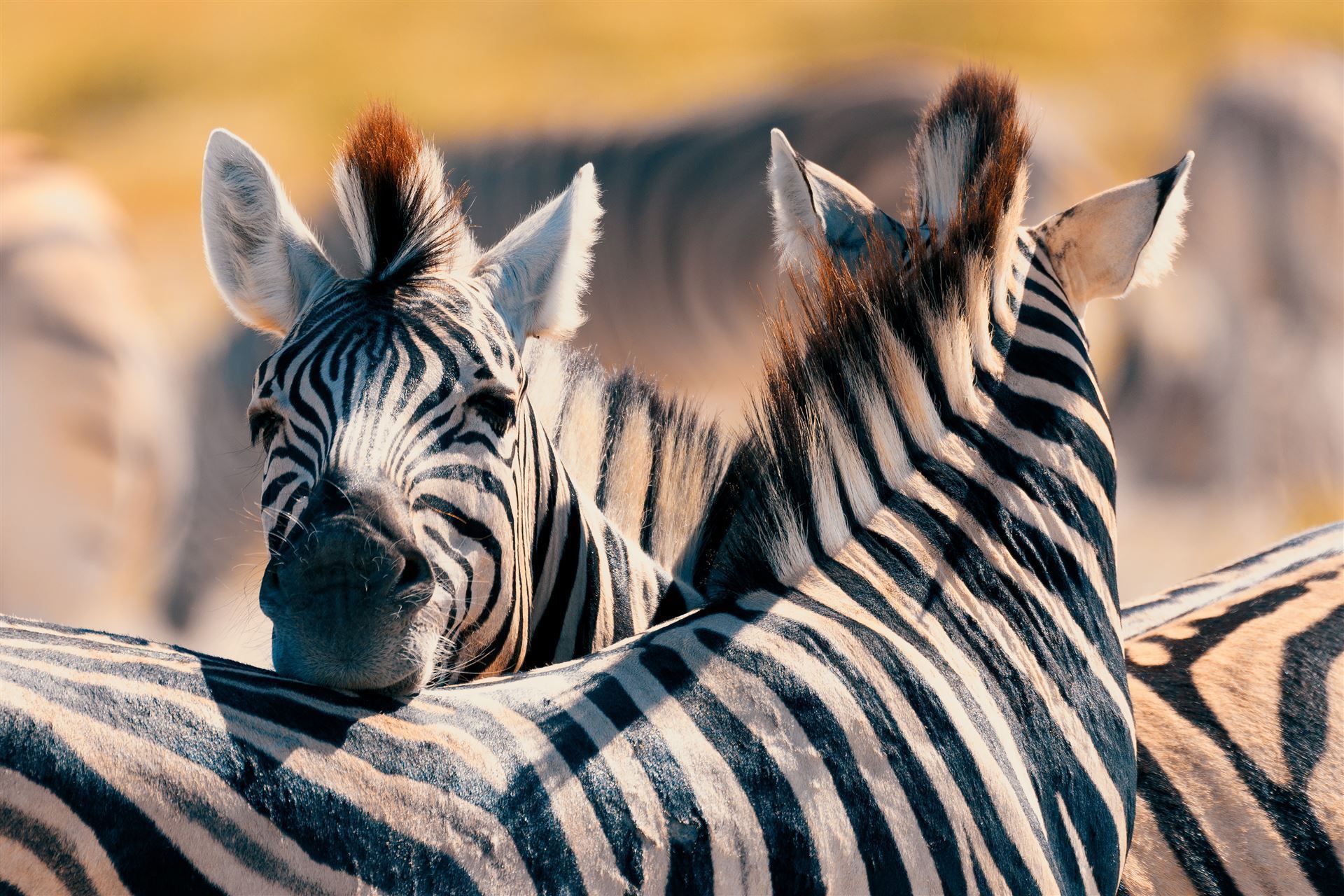 Moremi Park mit 2 verliebten Zebras