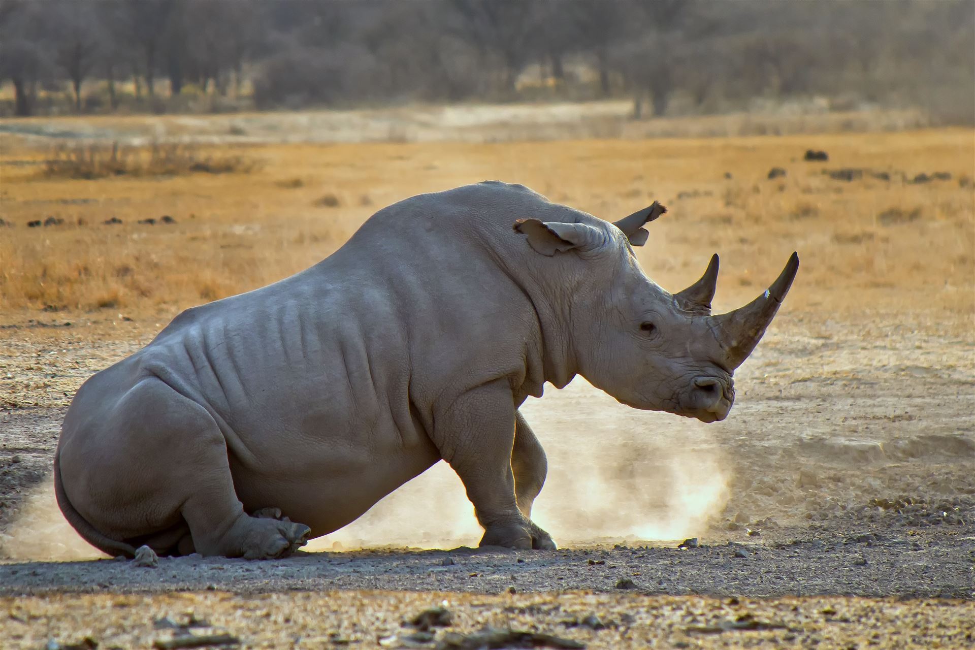 Sitzendes Nashorn