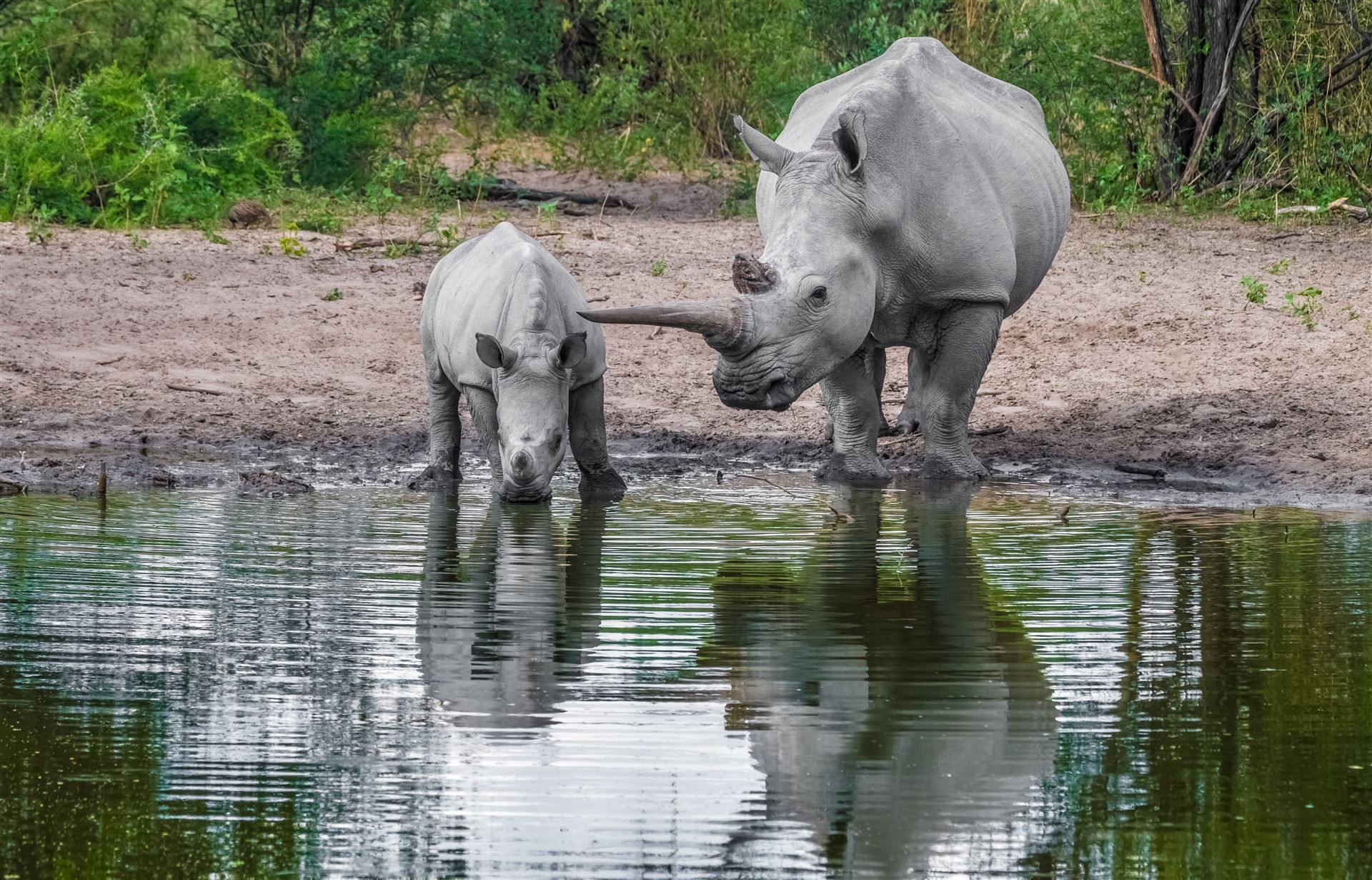 Mutter mit Kind am Wasserloch