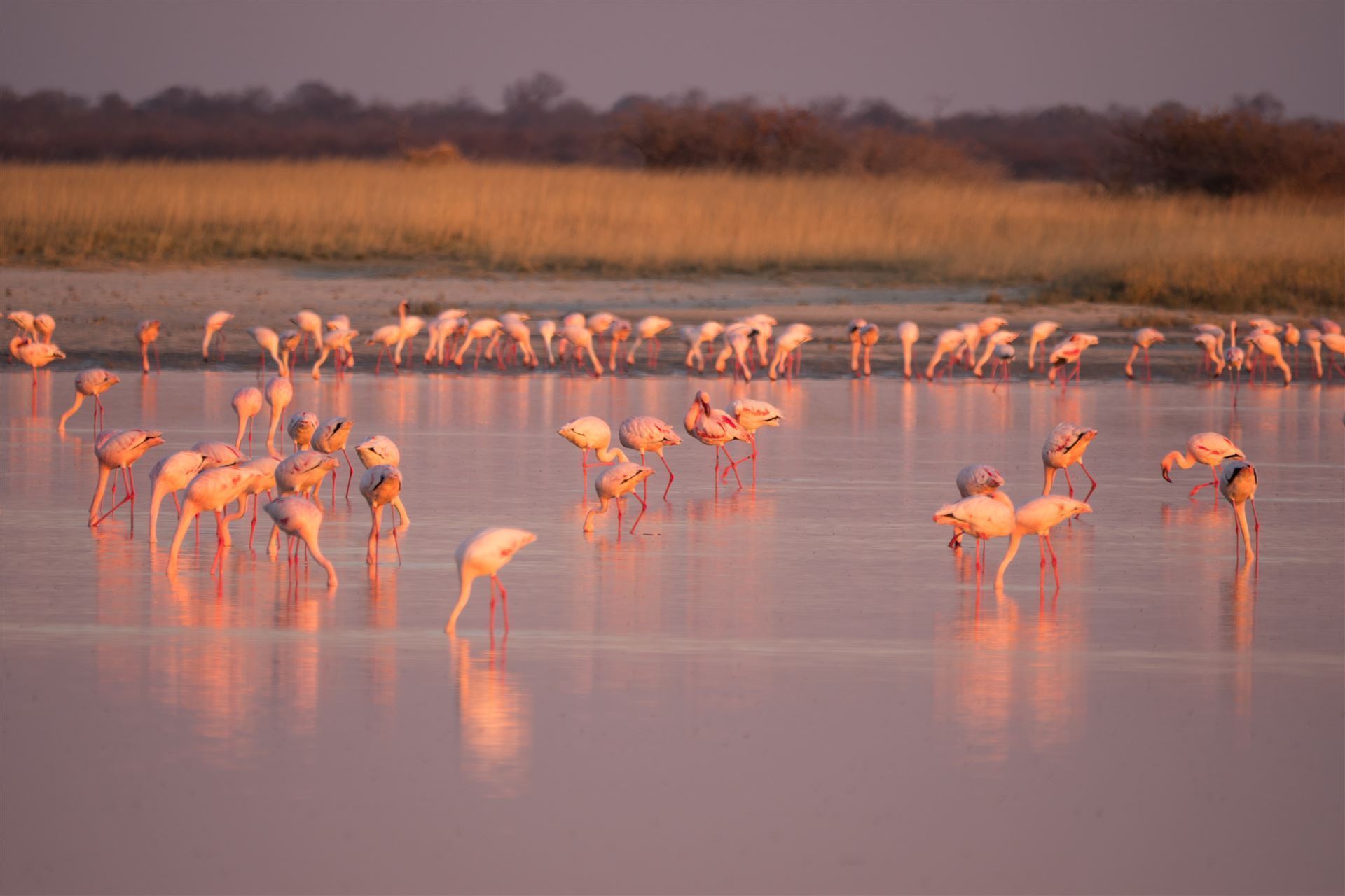Flamingos in der Nähe von Nata