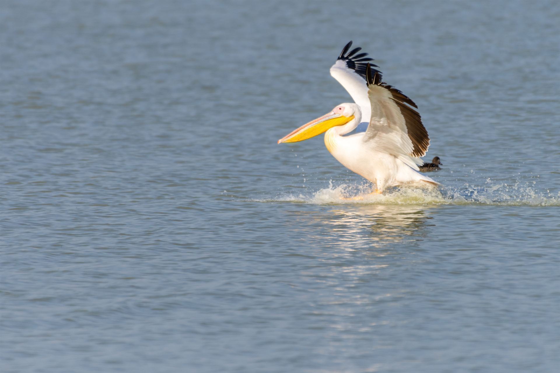 Pelikan im Vogelschutzgebiet in Nata