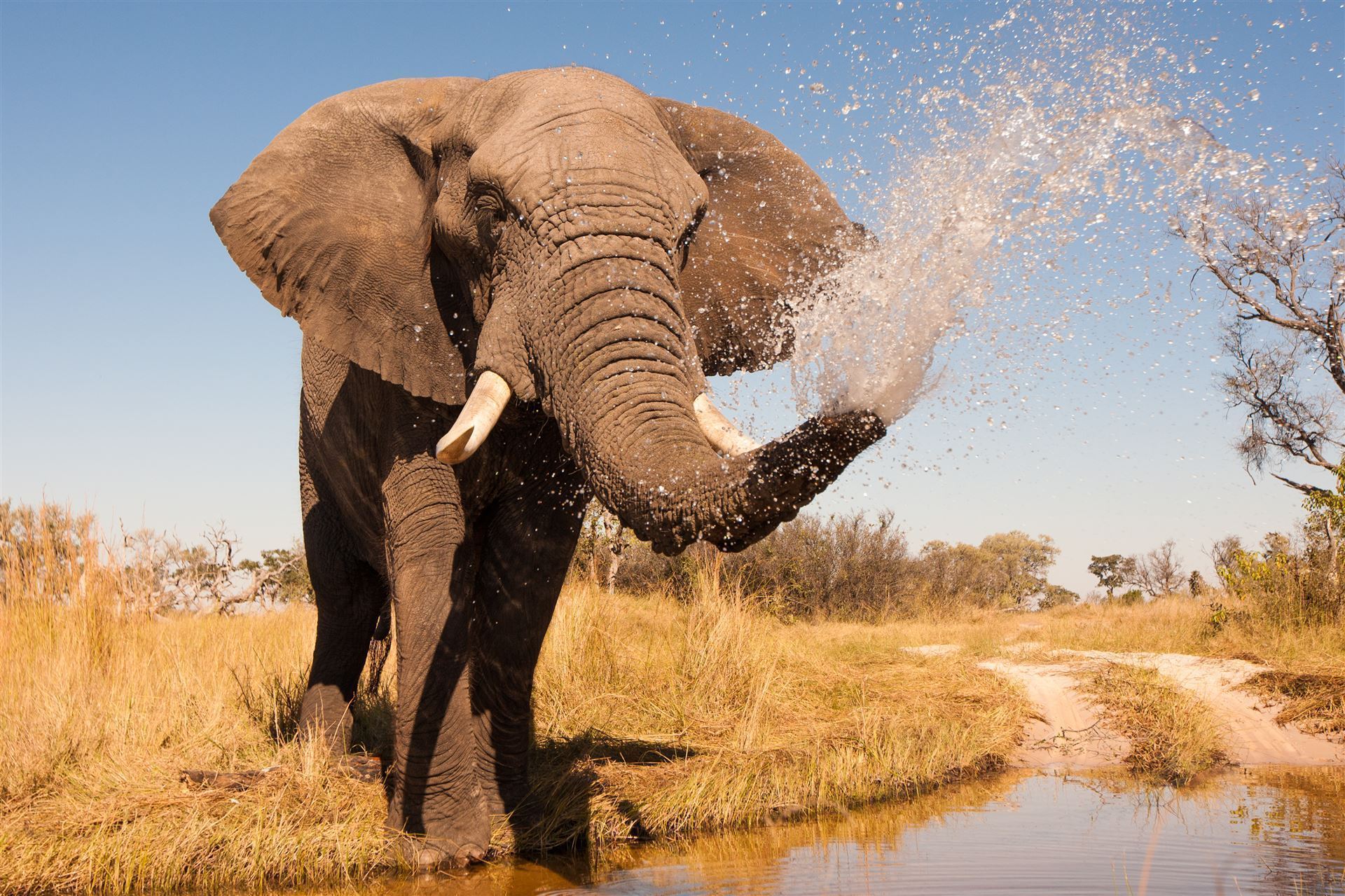 Elefant bespritzt sich mit Wasser