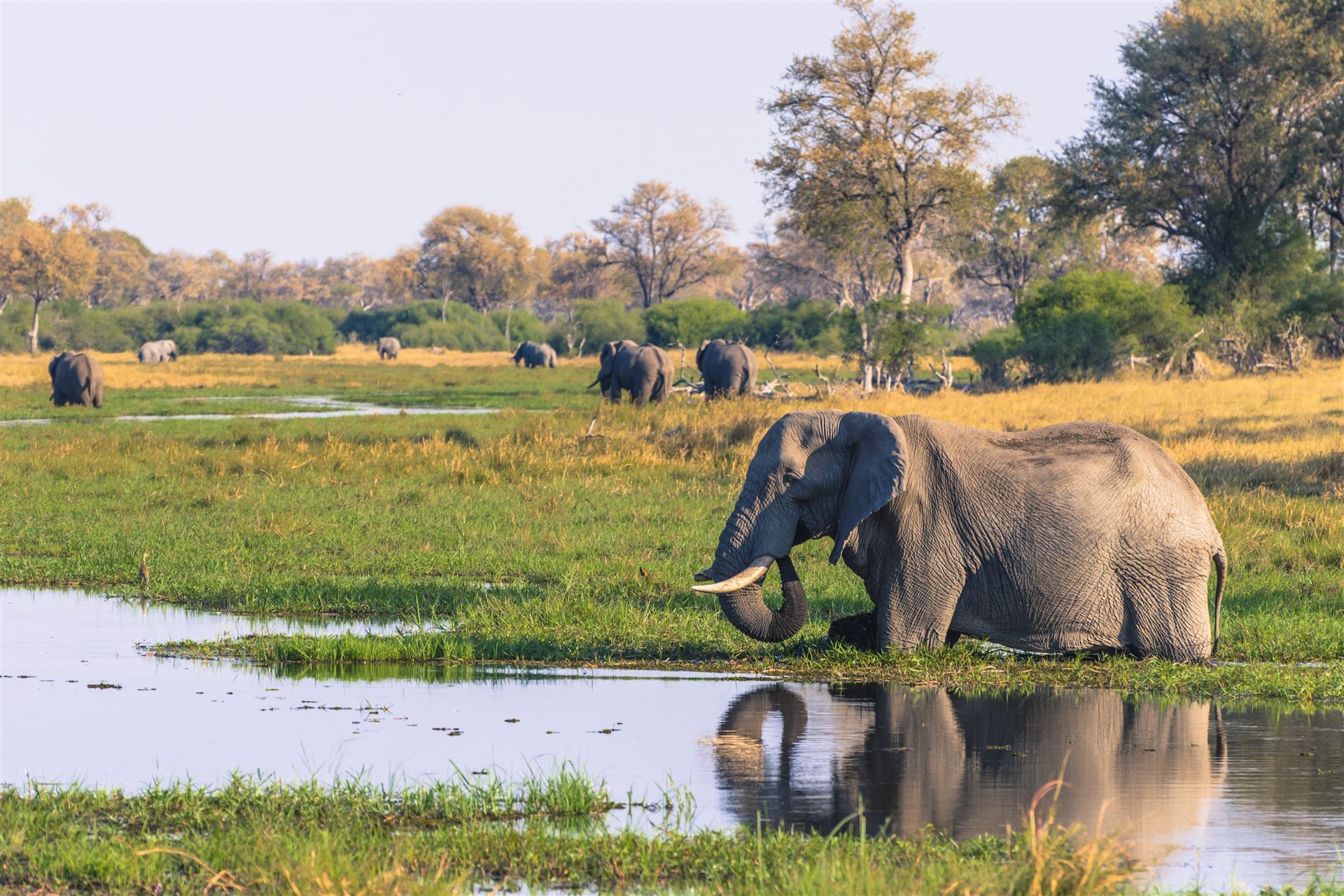 Elefanten im Okavango Delta