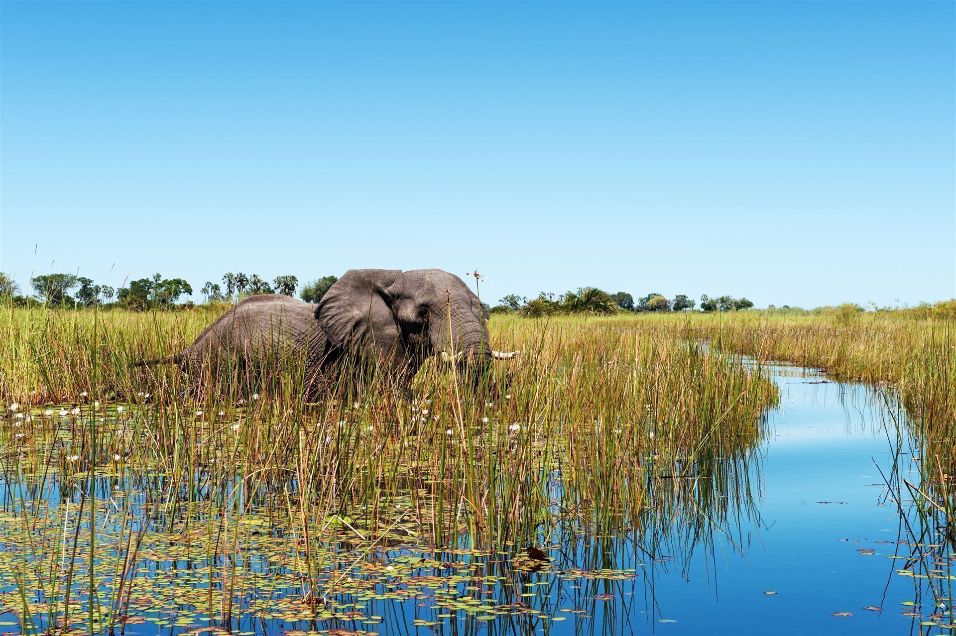 badender Elefant