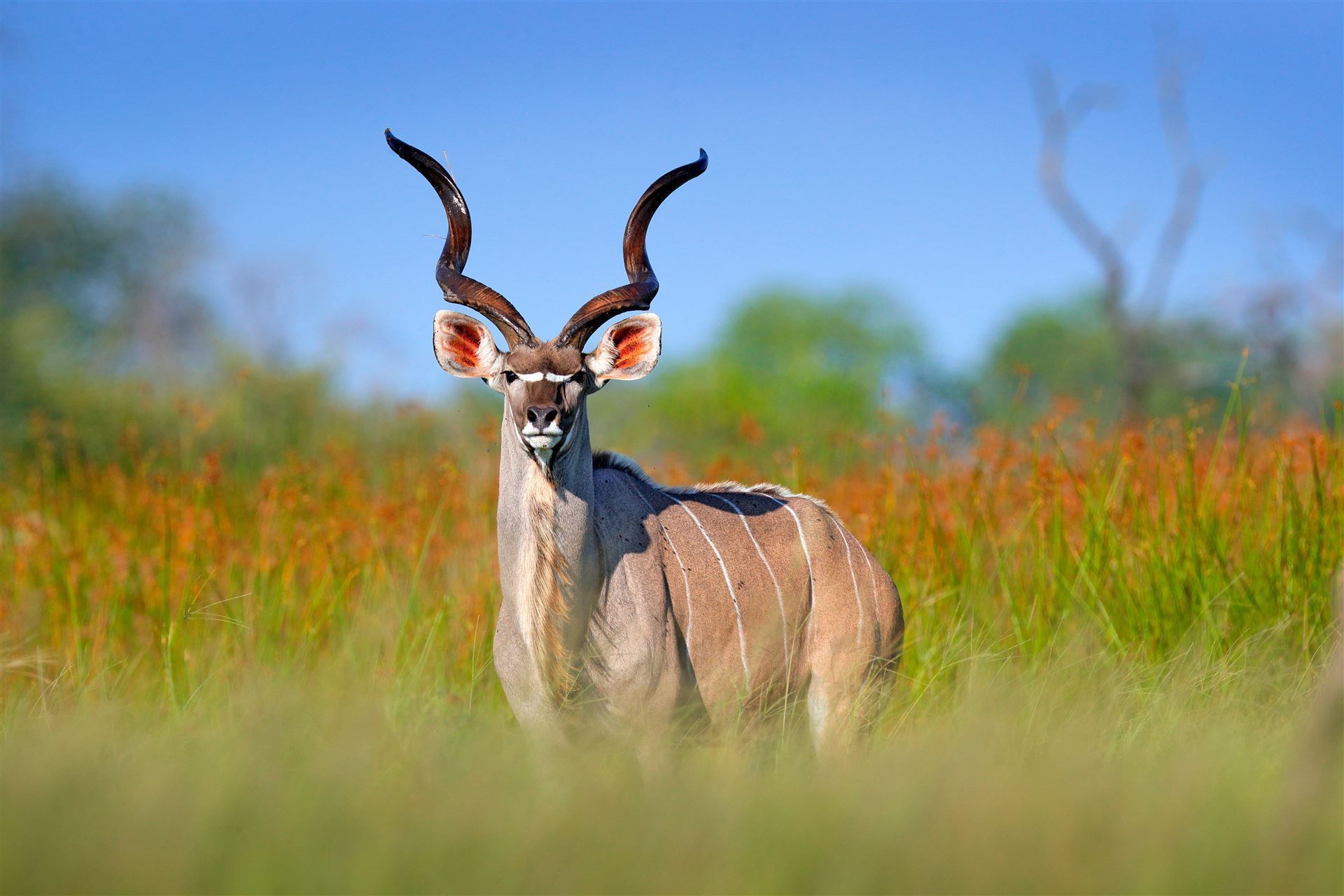 Kudu im Okavango Delta