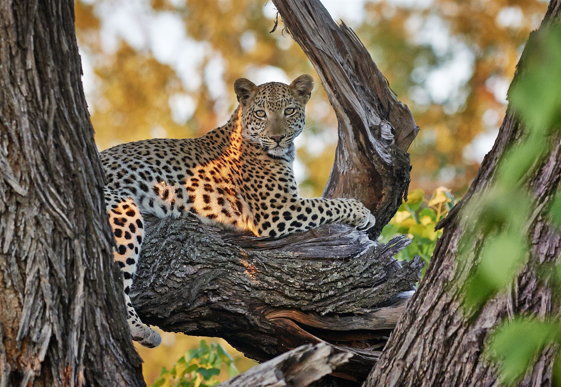 Leopard auf Baum