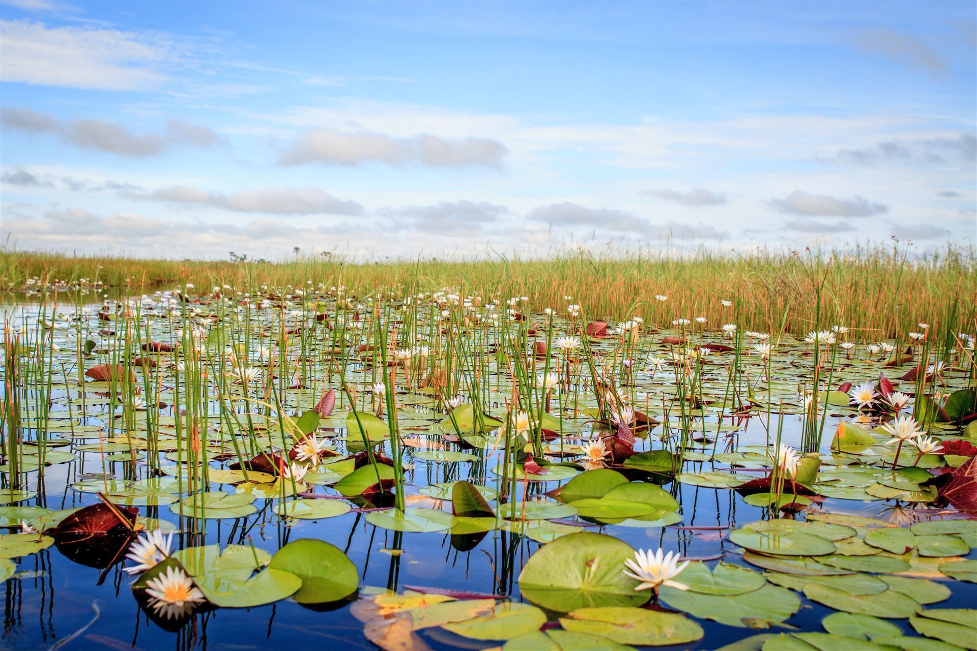 Wasserlilien im Delta