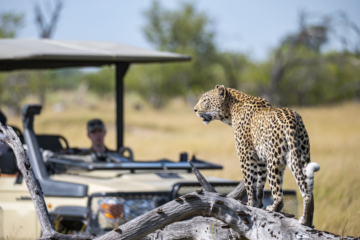 Leopard im Delta