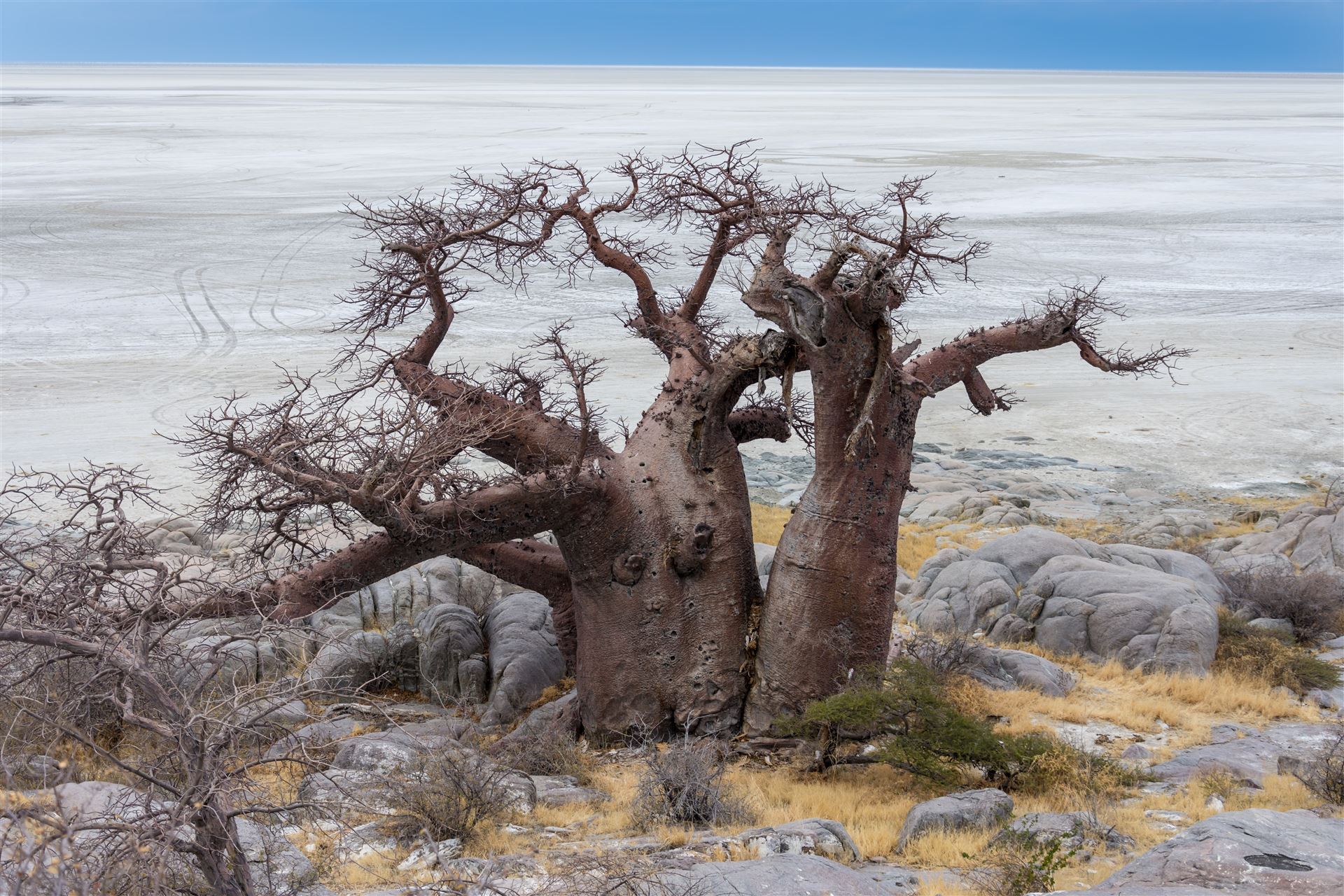 Baobab Baum in der Salzpfanne des Makgadikgadi
