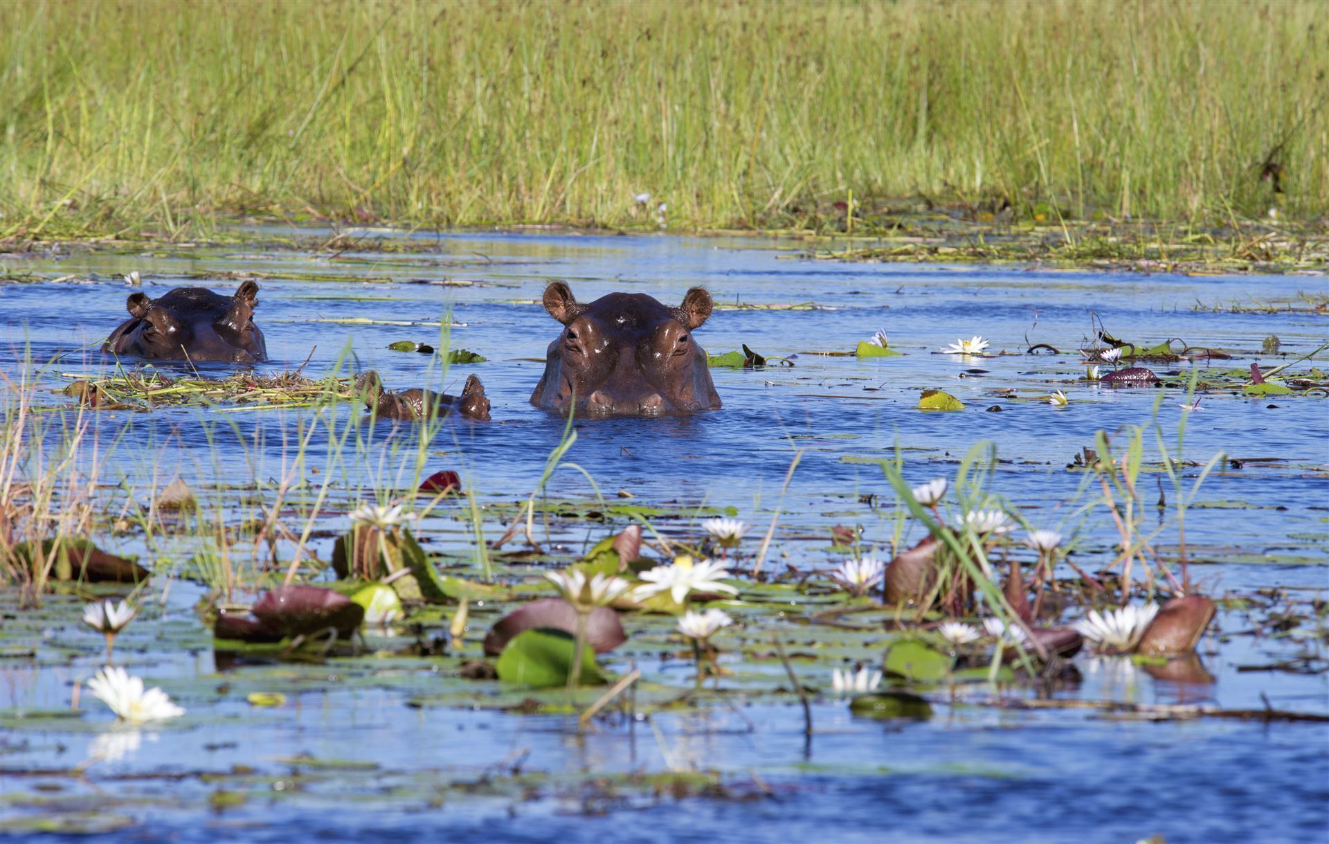 Nilpferde im Okavango Fluss