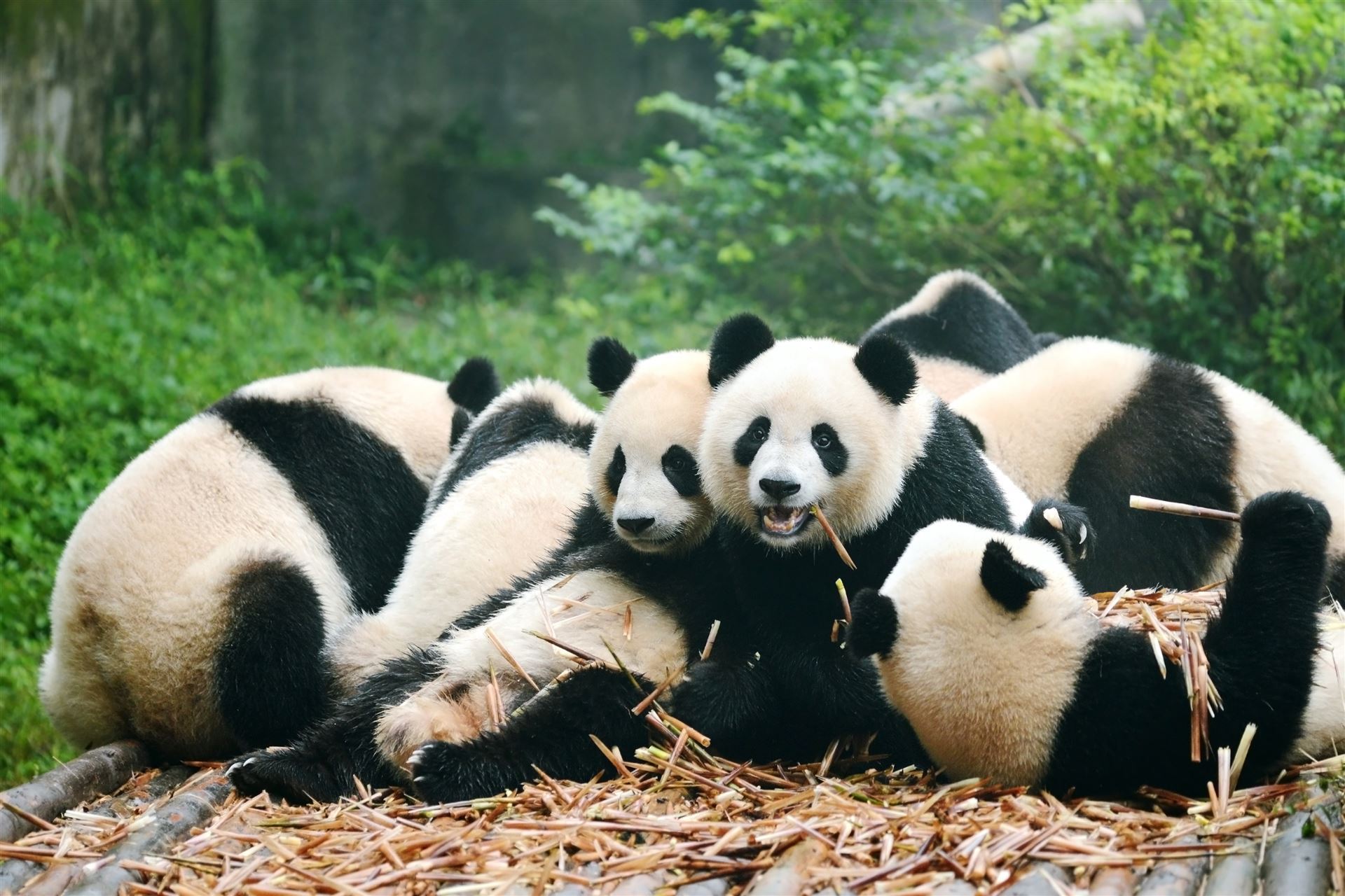 Aufzuchtstation der Pandas