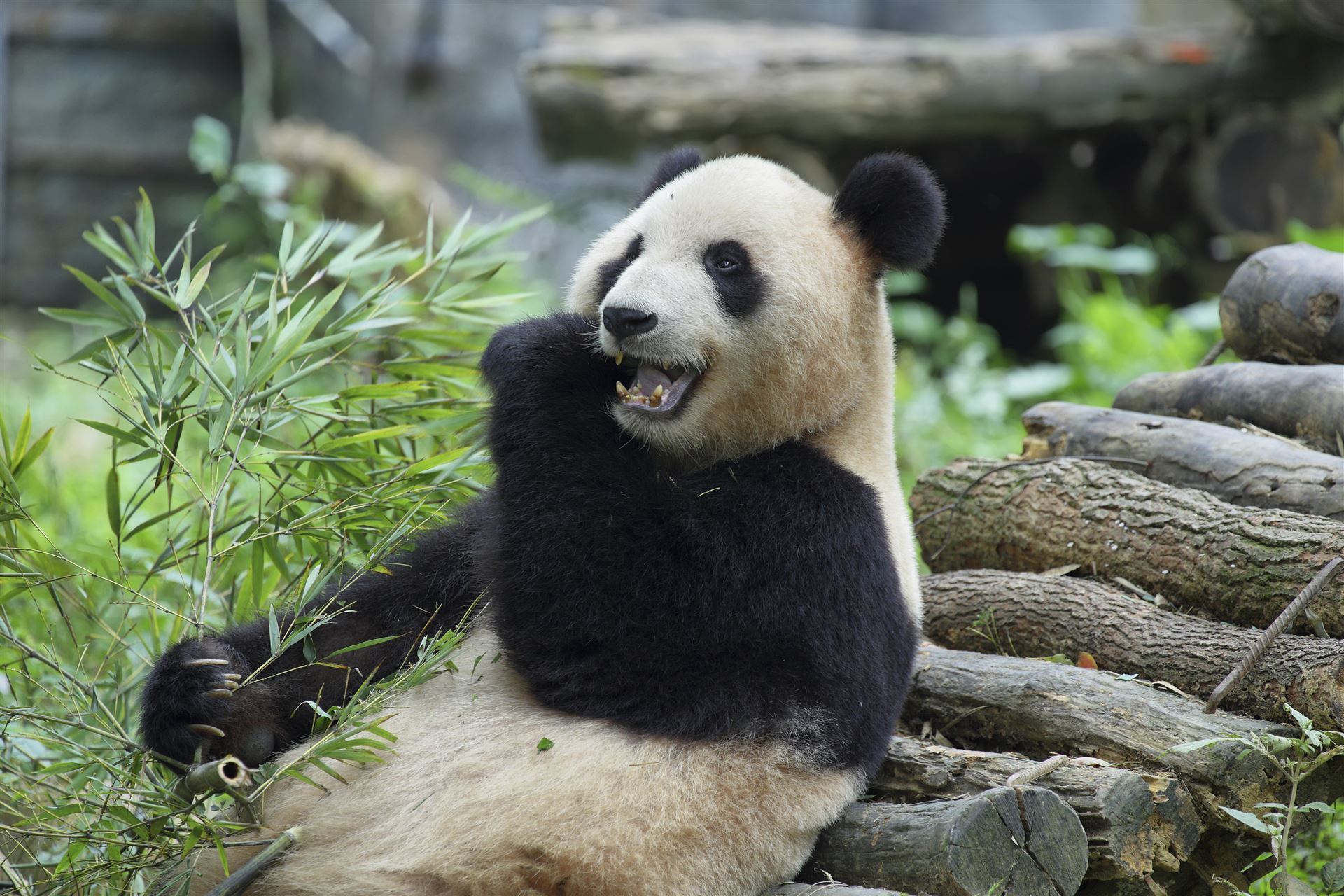 China_Guilin_Panda_Impression