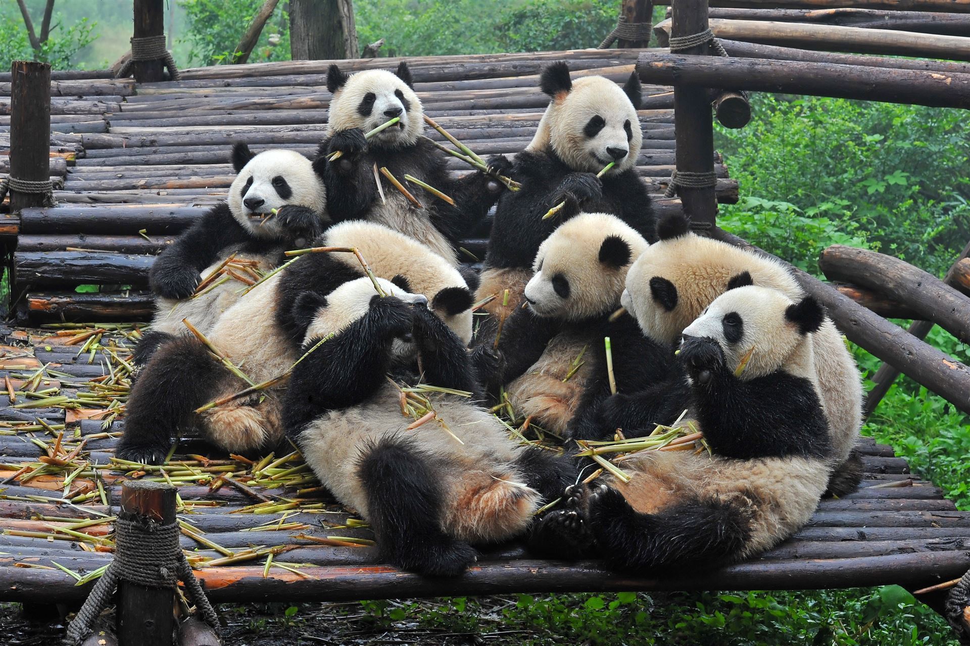 Pandas essen Bambus