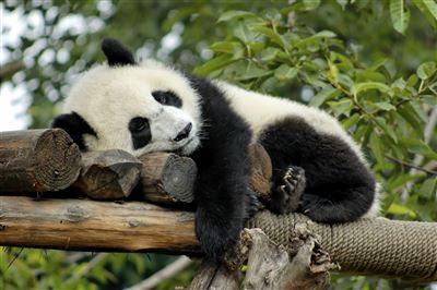 Panda-Aufzuchtstation