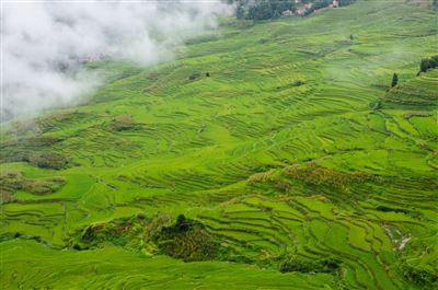Morgens auf den Reisterrassen von Yuanyang in Yunnan, China