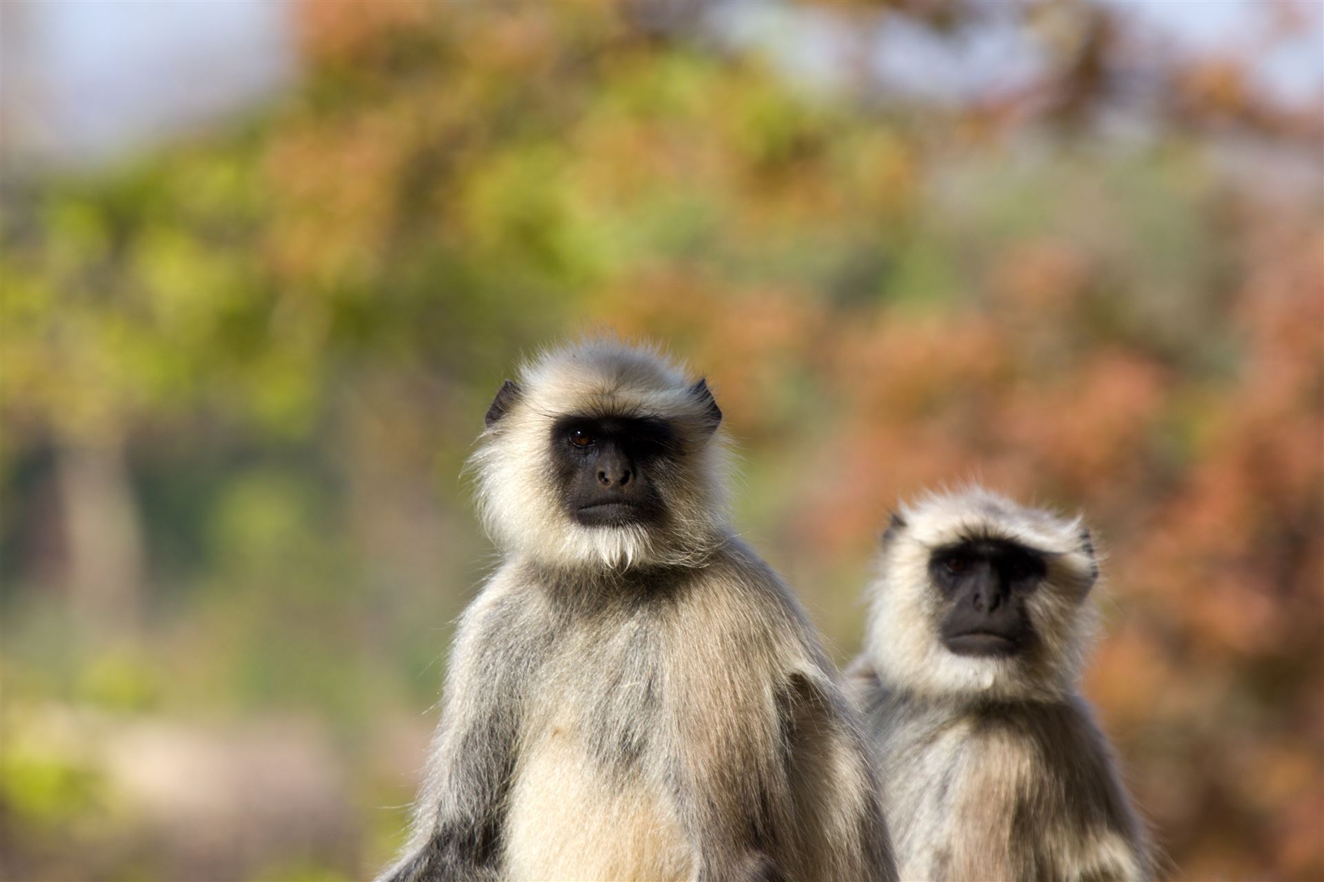 Langur Äffchen im Bandhavgarh-Nationalpark