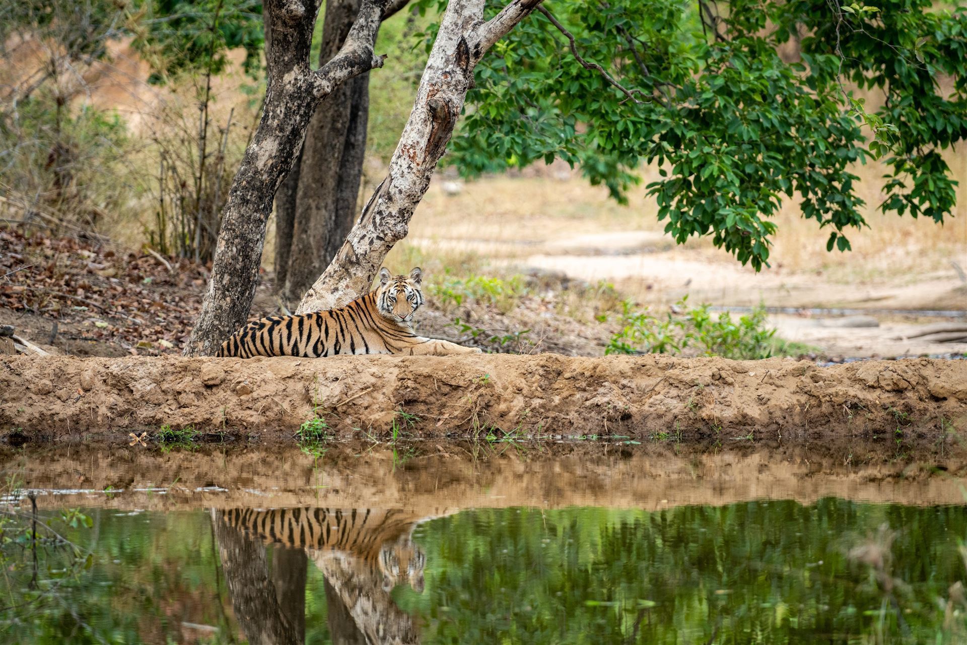 Tiger im Bandhavgarh-Nationalpark