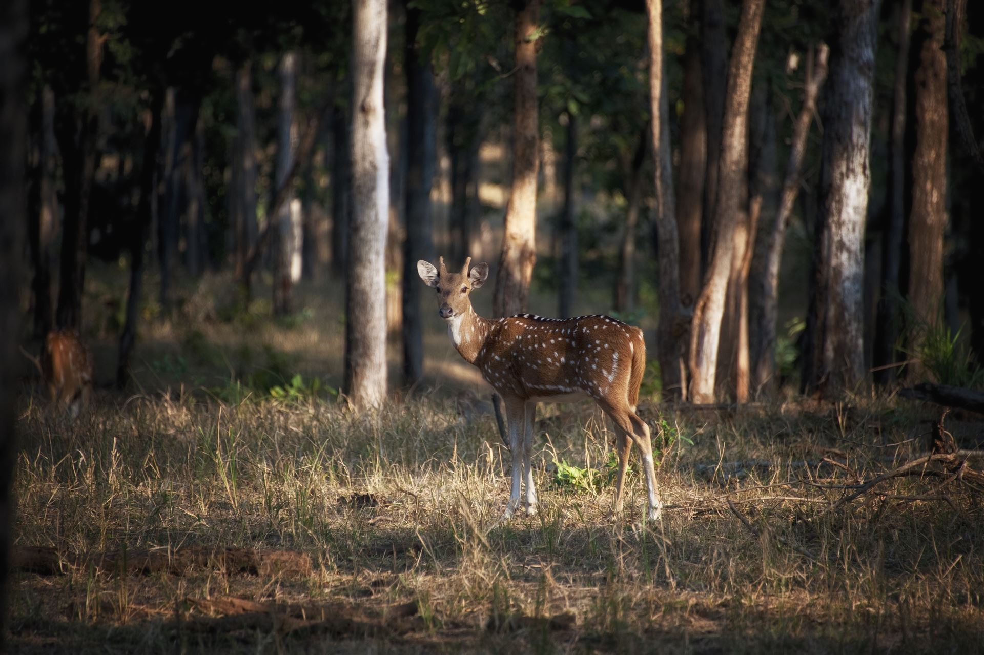 Reh im Bandhavgarh-Nationalpark
