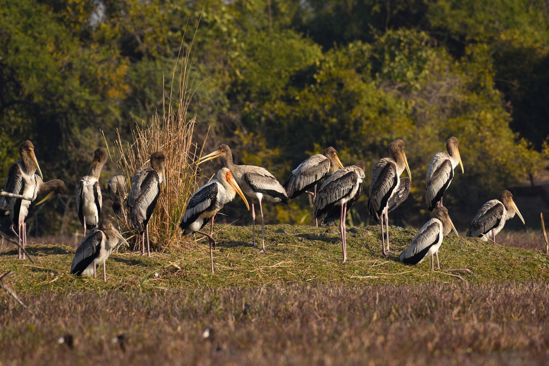 Impressionen des Bharatpur Bird Sanctuary