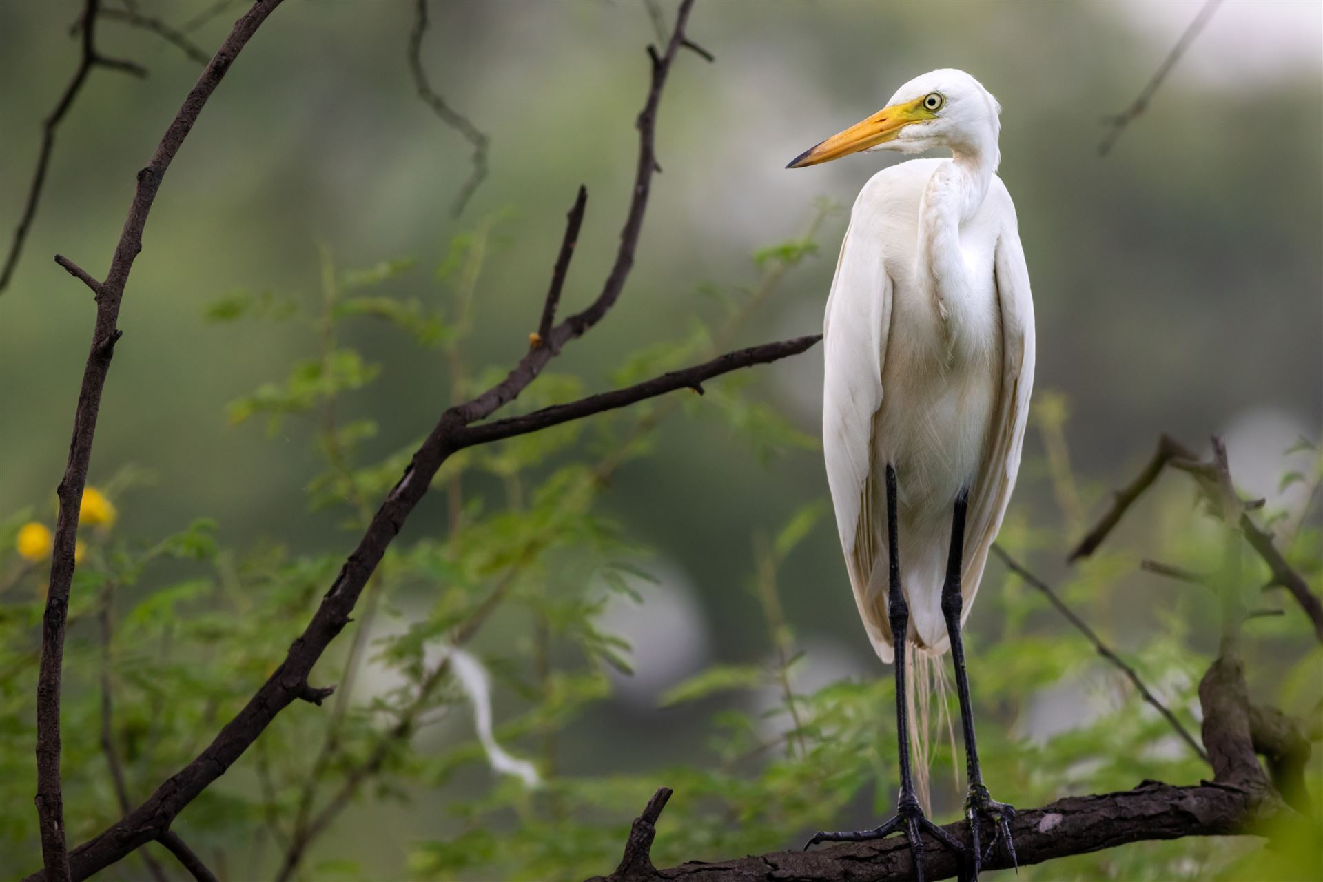 Impressionen des Bharatpur Bird Sanctuary