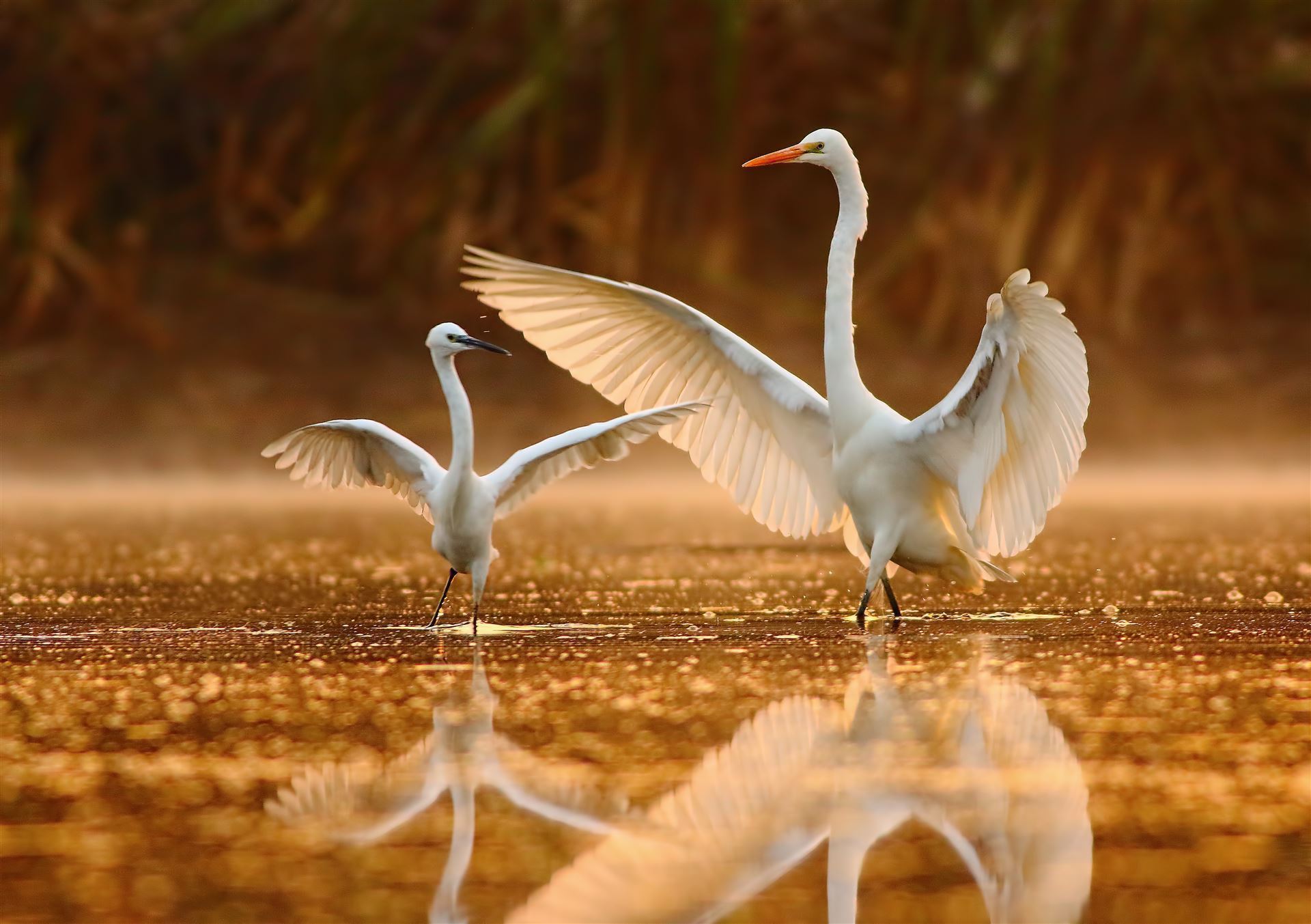 Impressionen des Bharatpur Bird Sanctuary