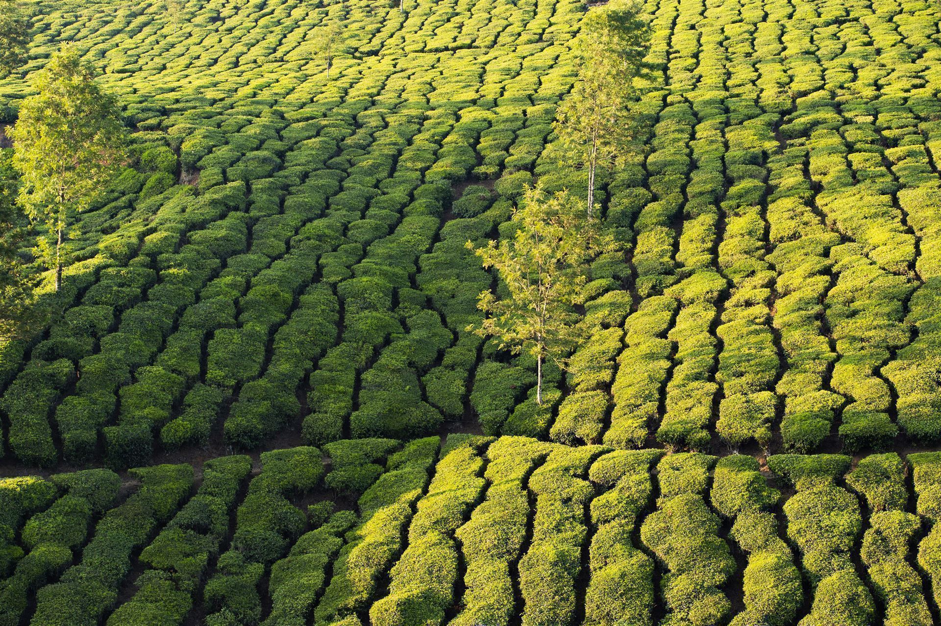 Teeplantage in Darjeeling