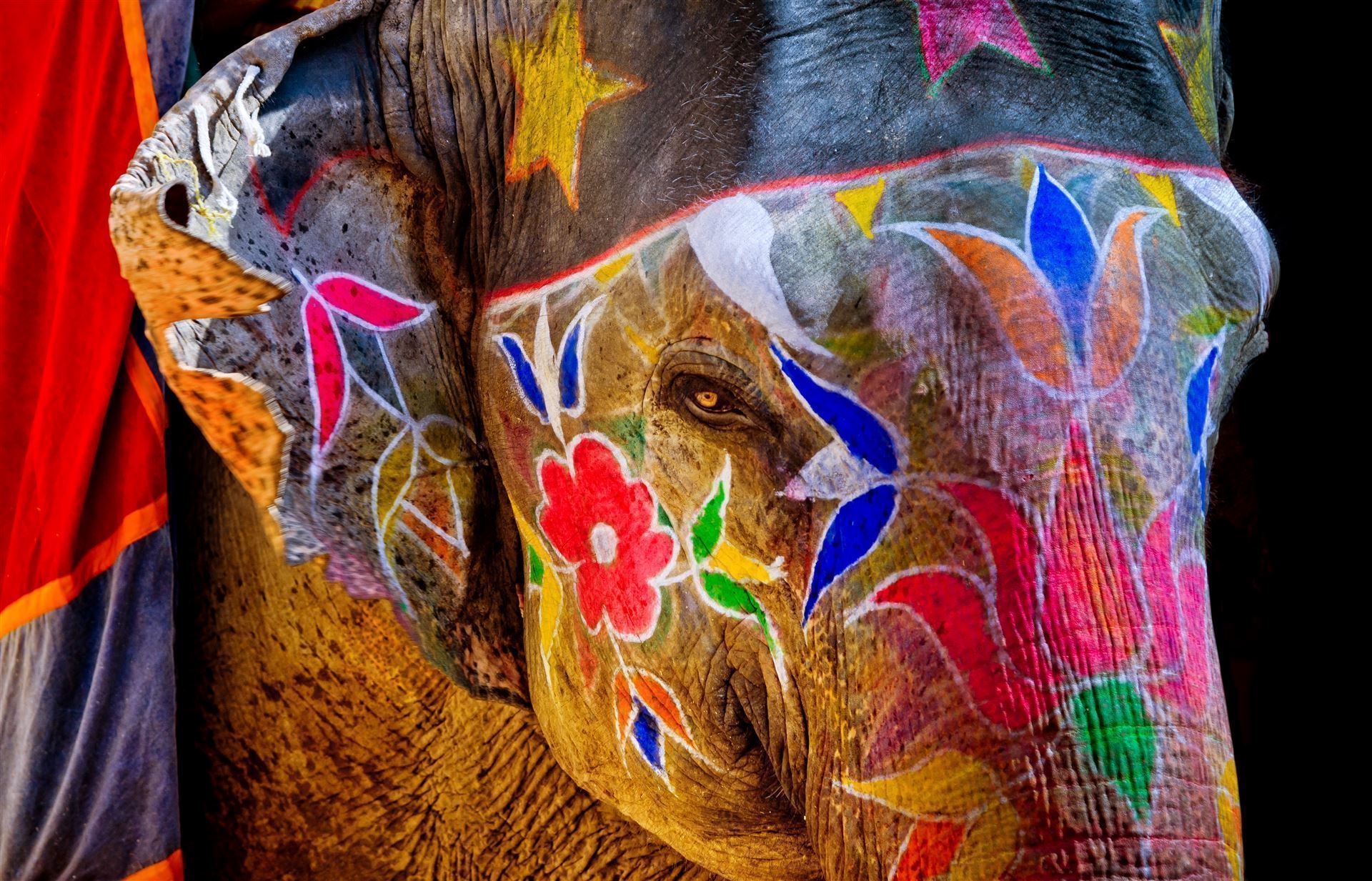 Elefant auf Amber Fort