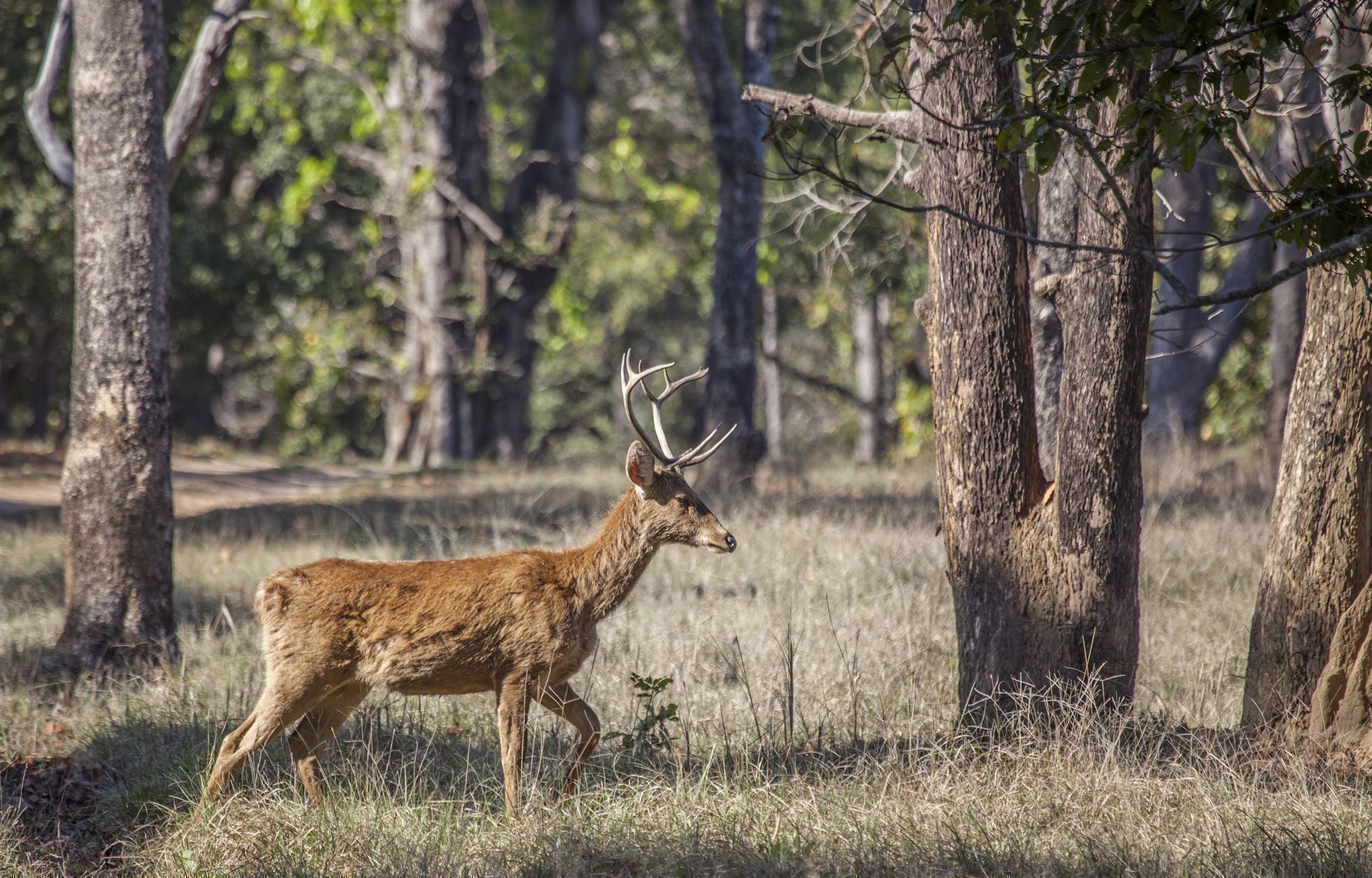 Hirsch im Kanha Nationalpark