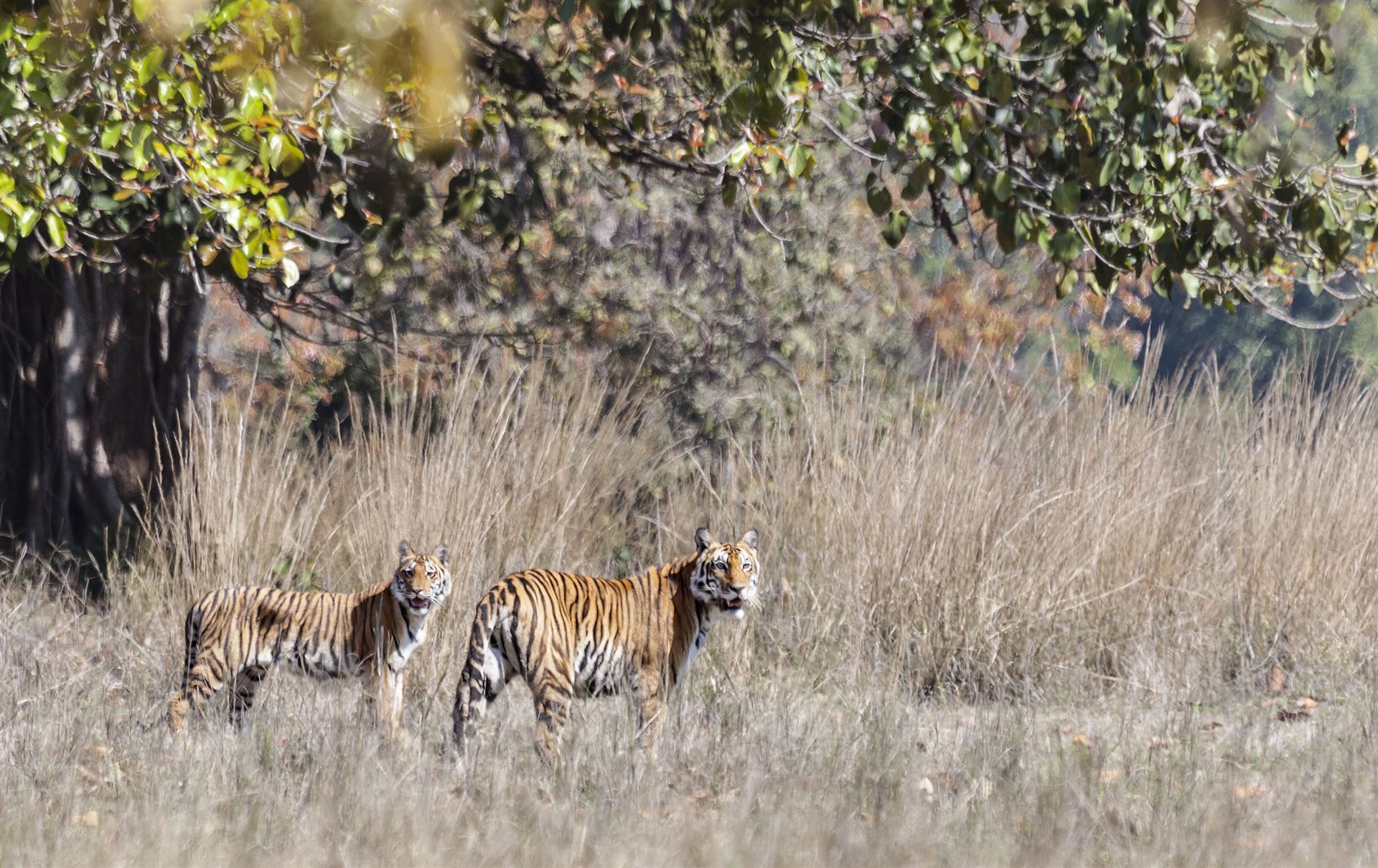 Tiger im Kanha Nationalpark